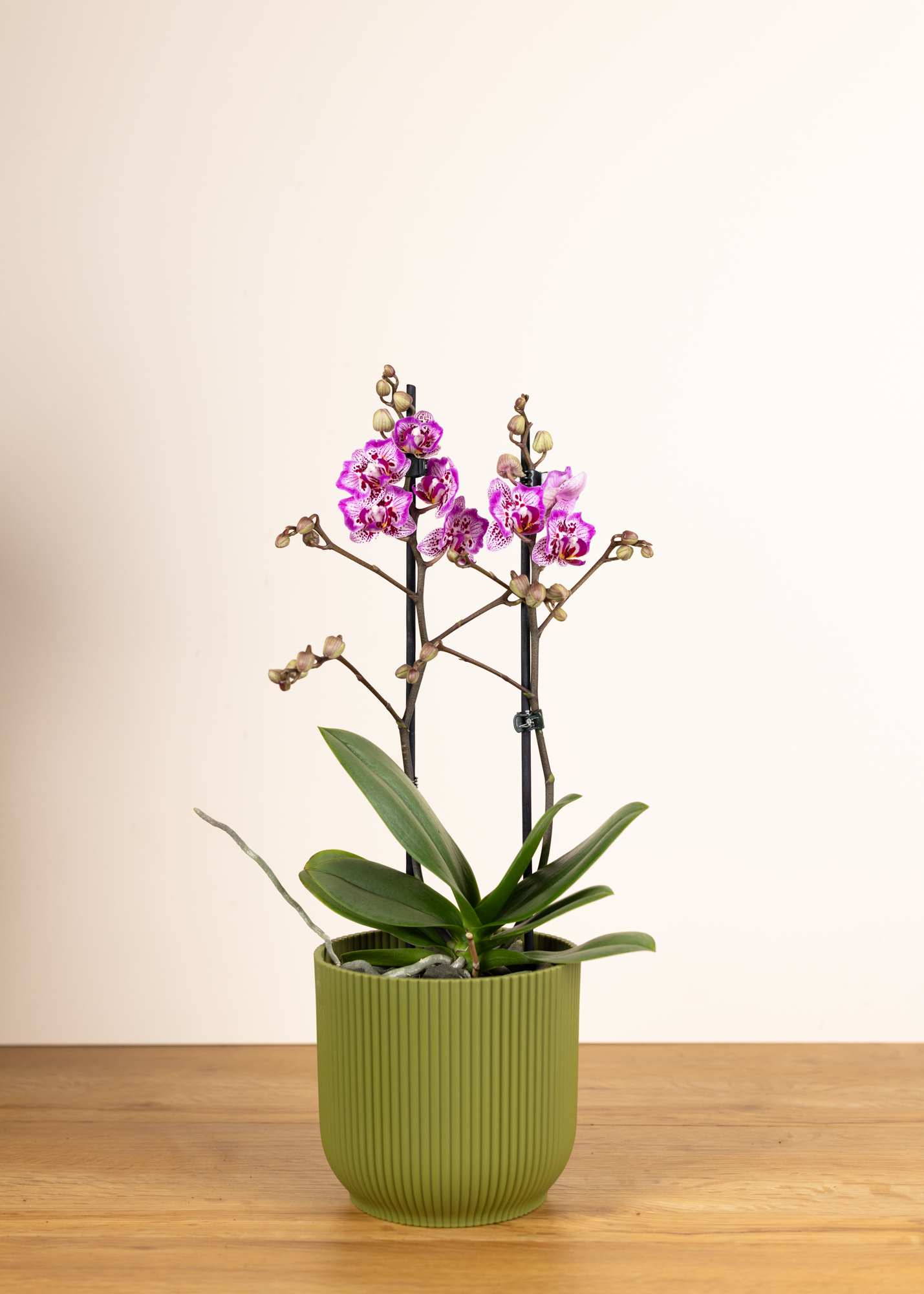 Phalaenopsis formosa cranberry peloric