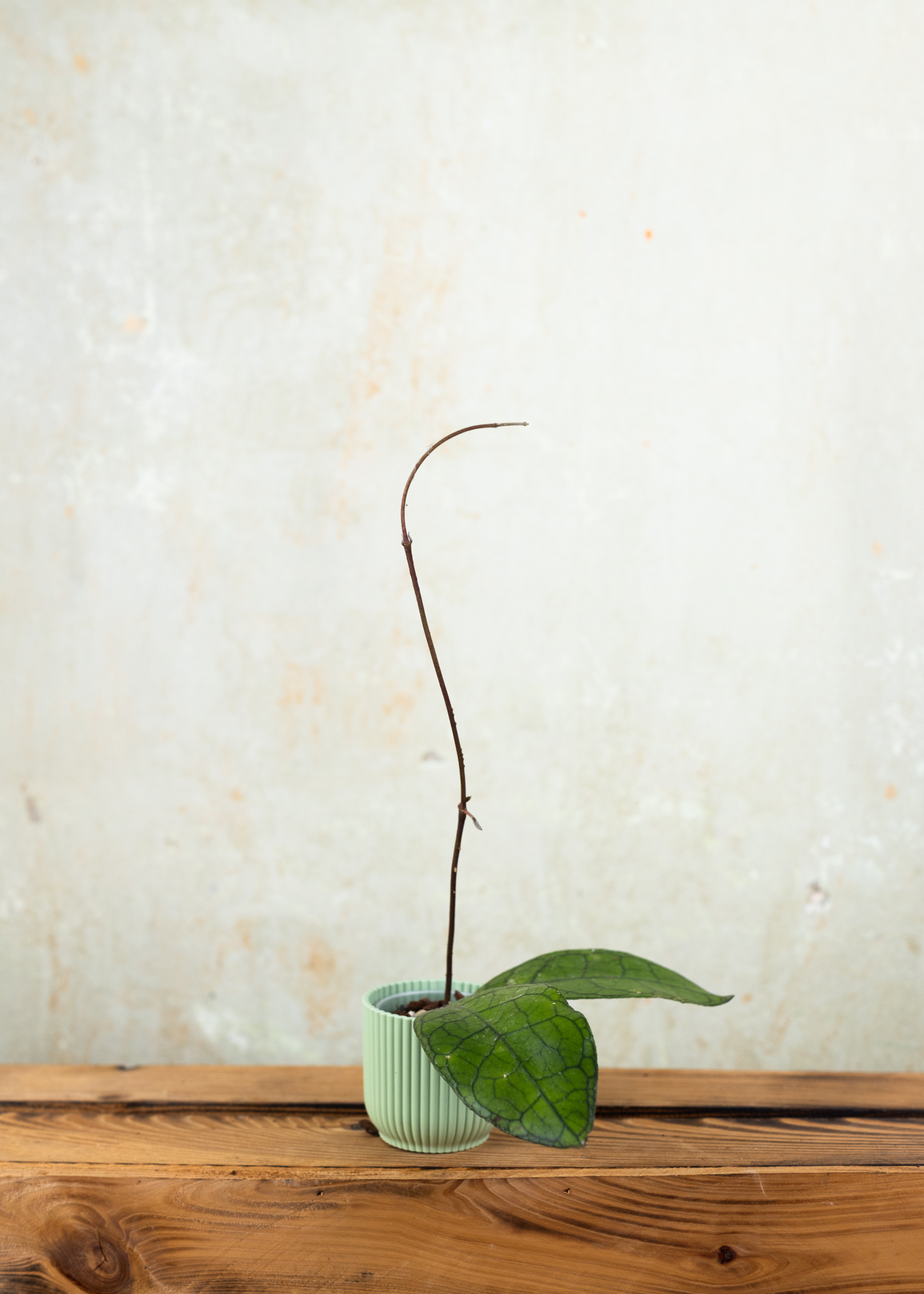 Hoya clemensiorum hybrid