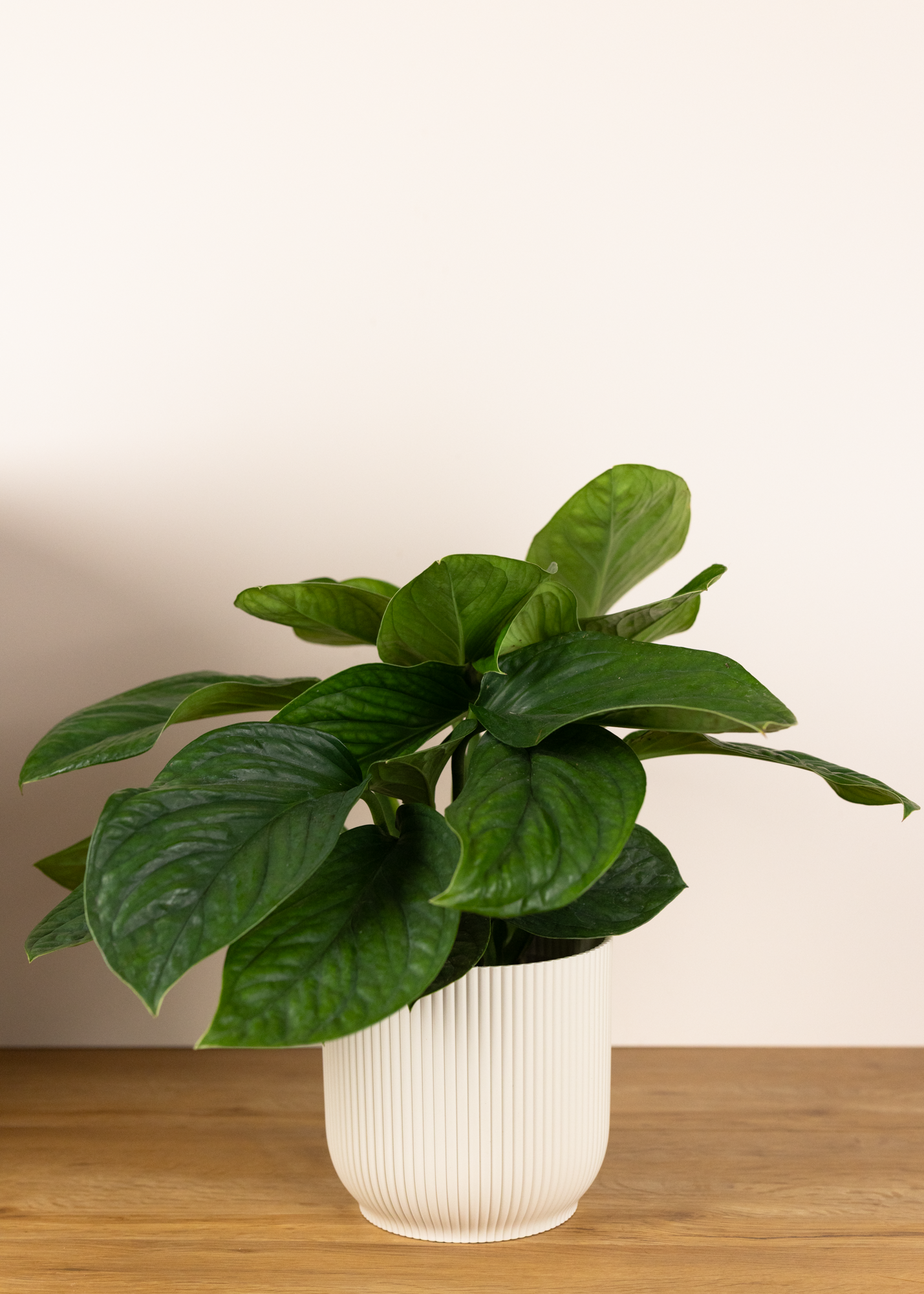 Monstera pinnatipartita