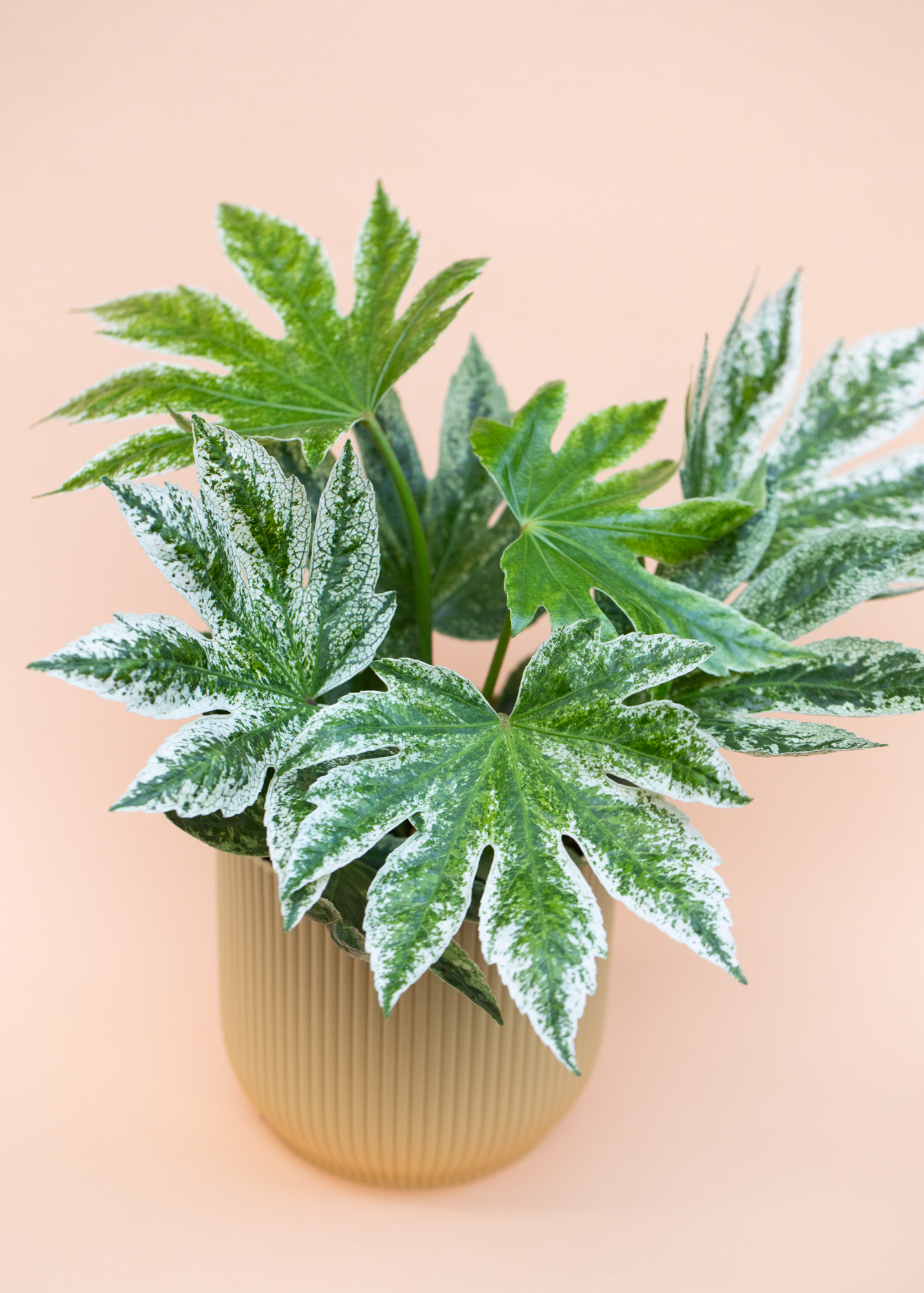 Fatsia Japonica Variegata 'Spiderweb'