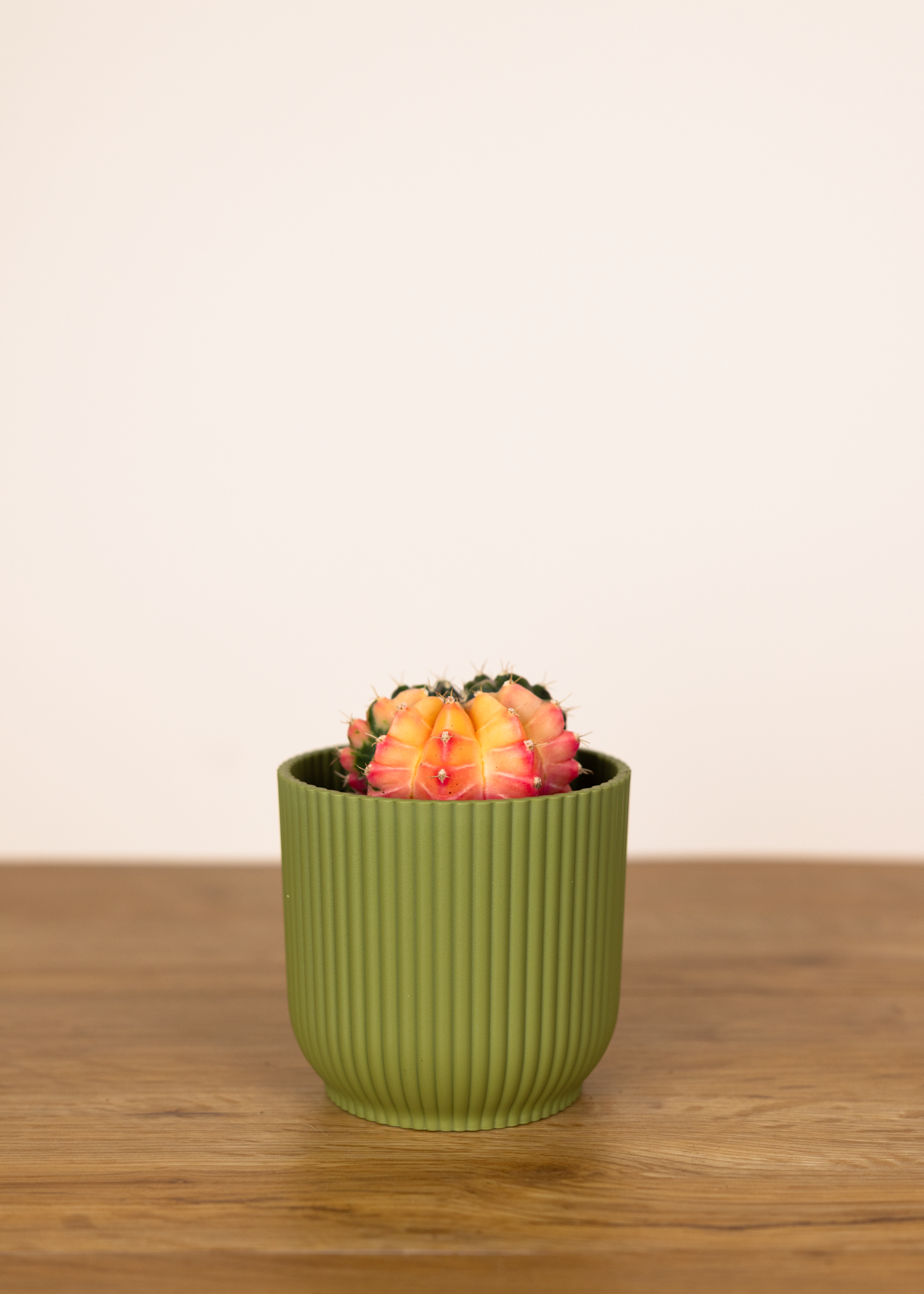 Gymnocalycium Mihanovichii Variegata 7