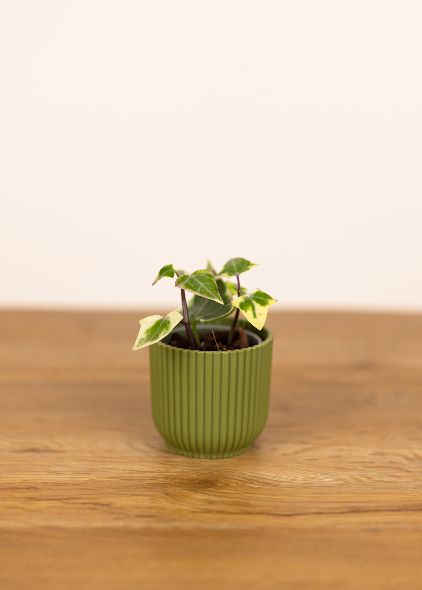 Senecio macroglossus variegata XS