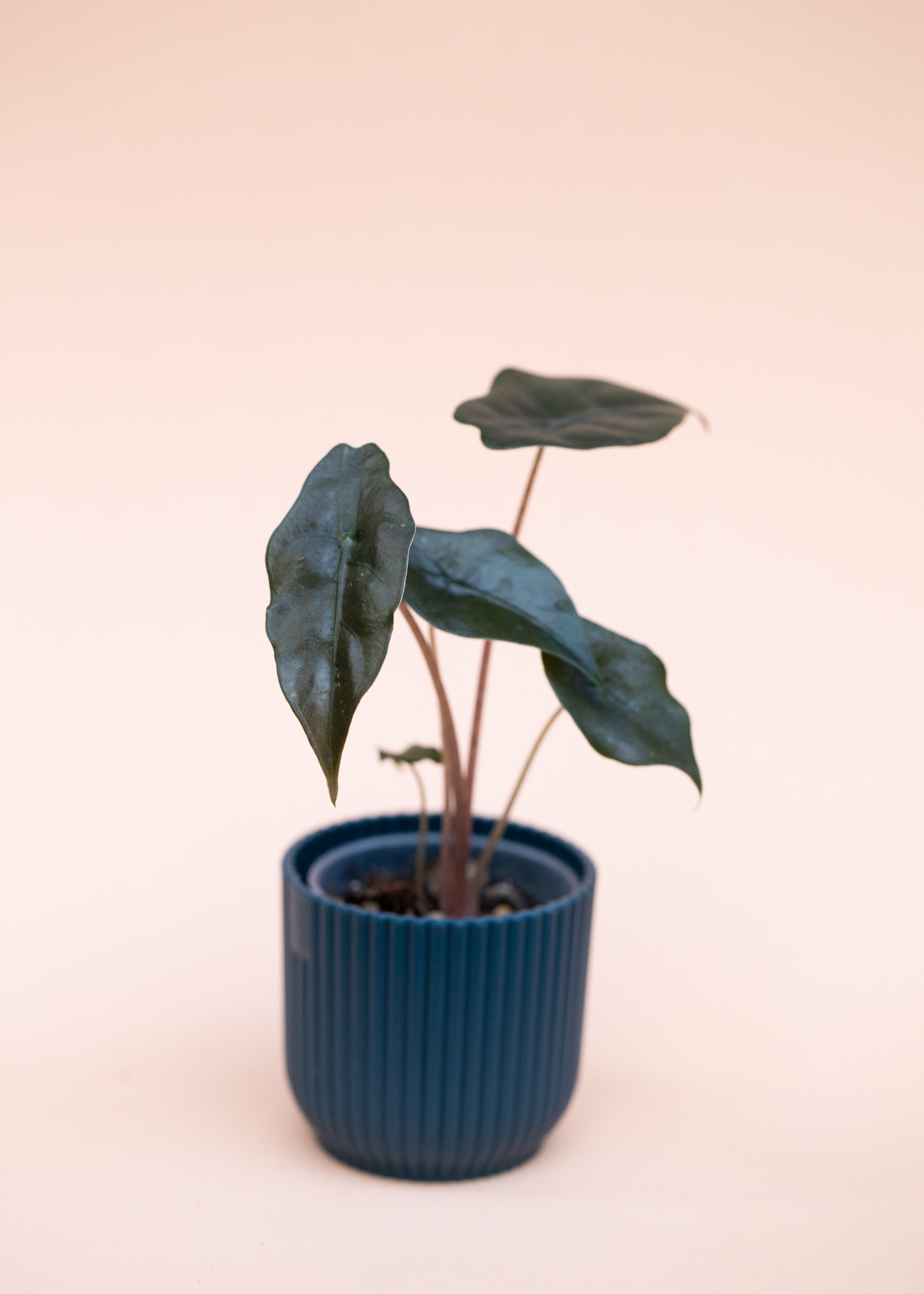 Alocasia Chantrieri