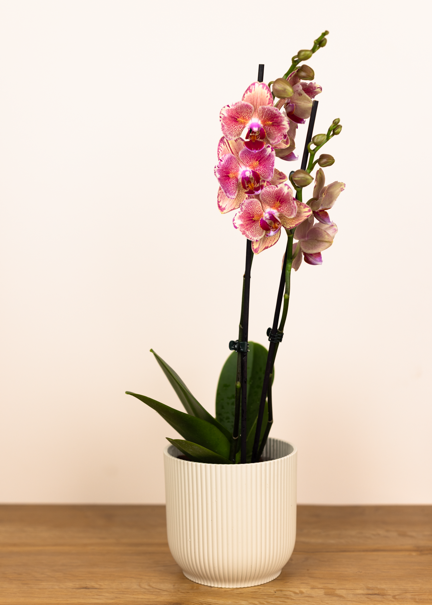 Phalaenopsis pirate picote peloric 