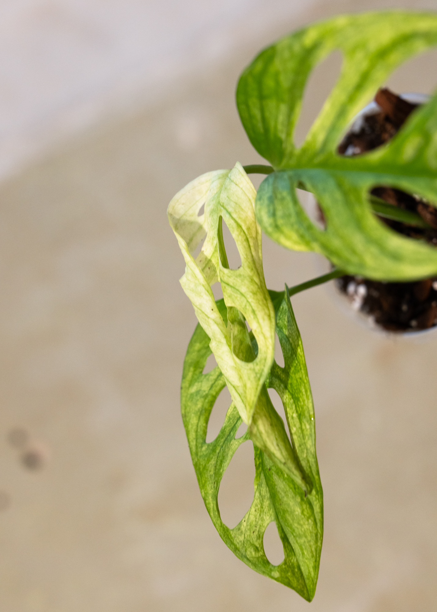 Monstera adansonii variegata 10