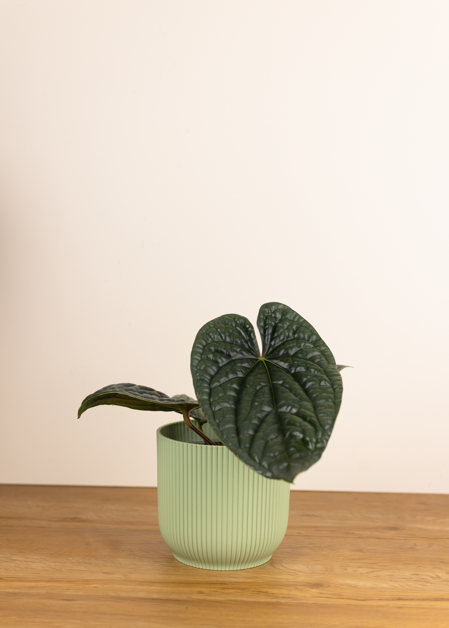 Anthurium Luxurians M