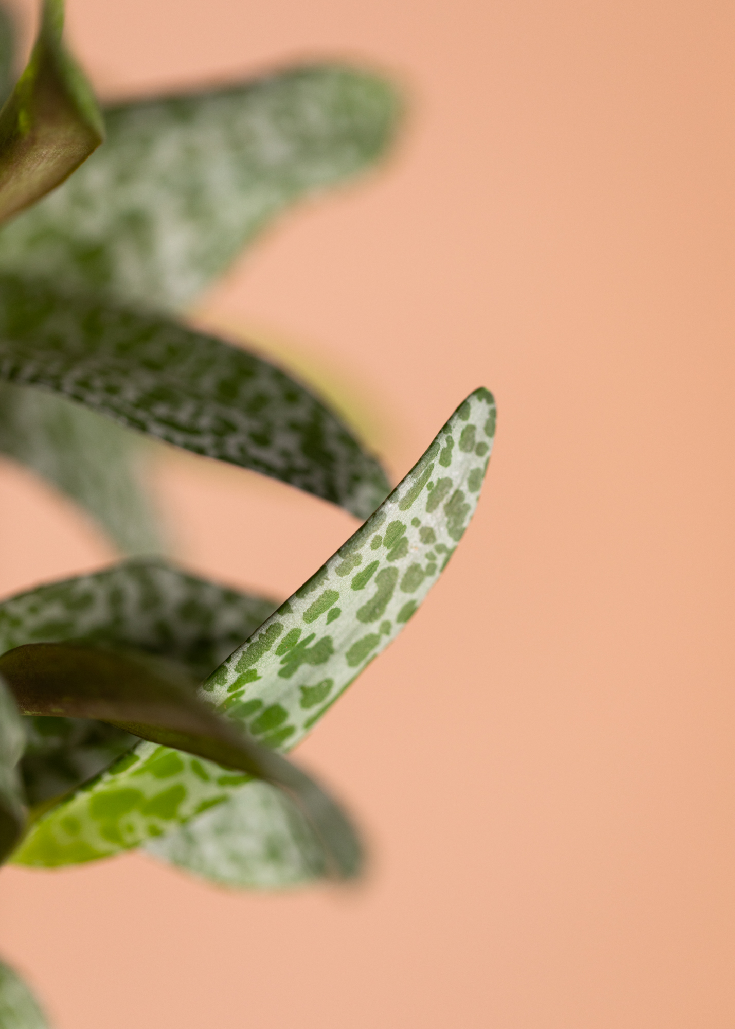 Ledebouria Socialis
