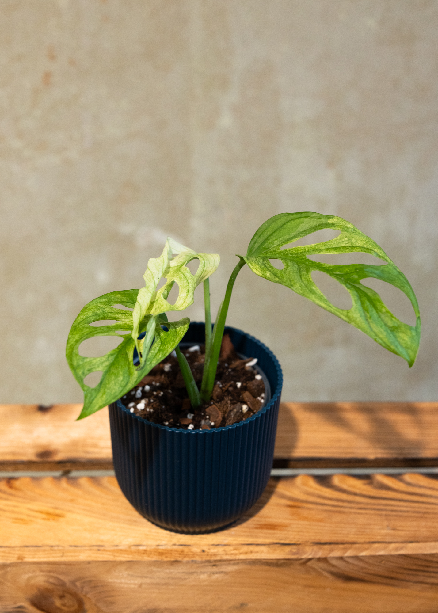 Monstera adansonii variegata 10