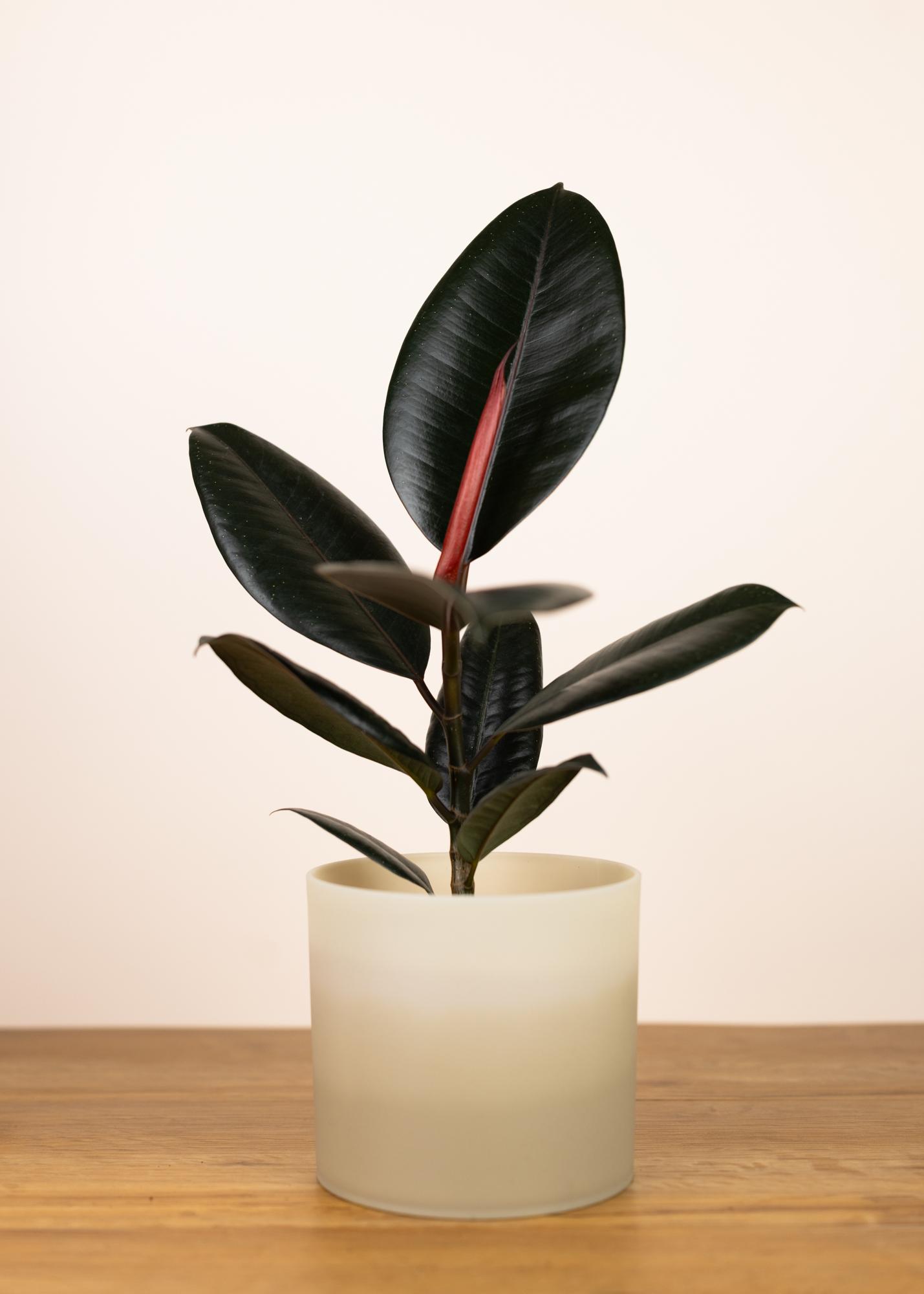 Ficus elastica abidjan