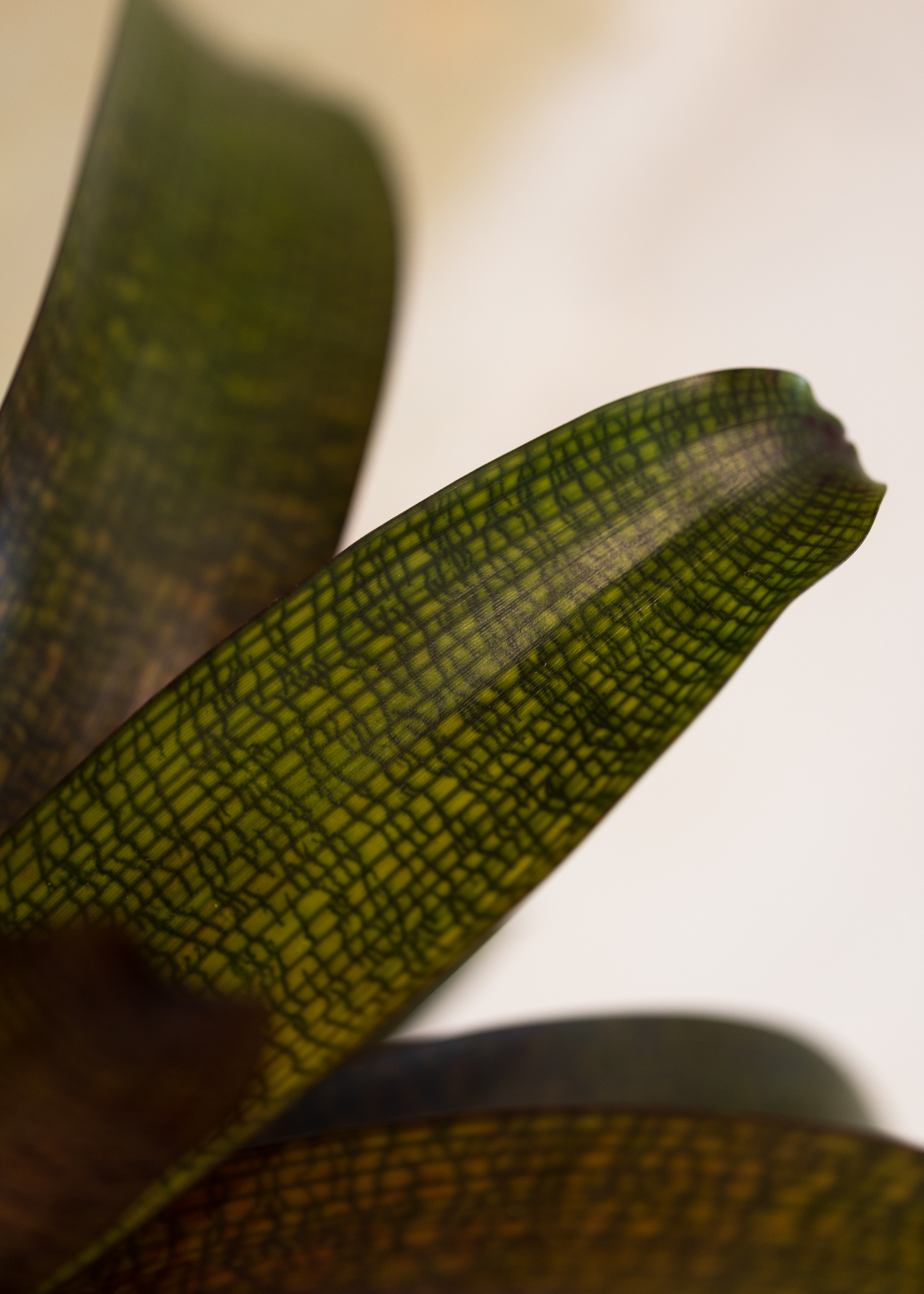 Vriesea tropical night