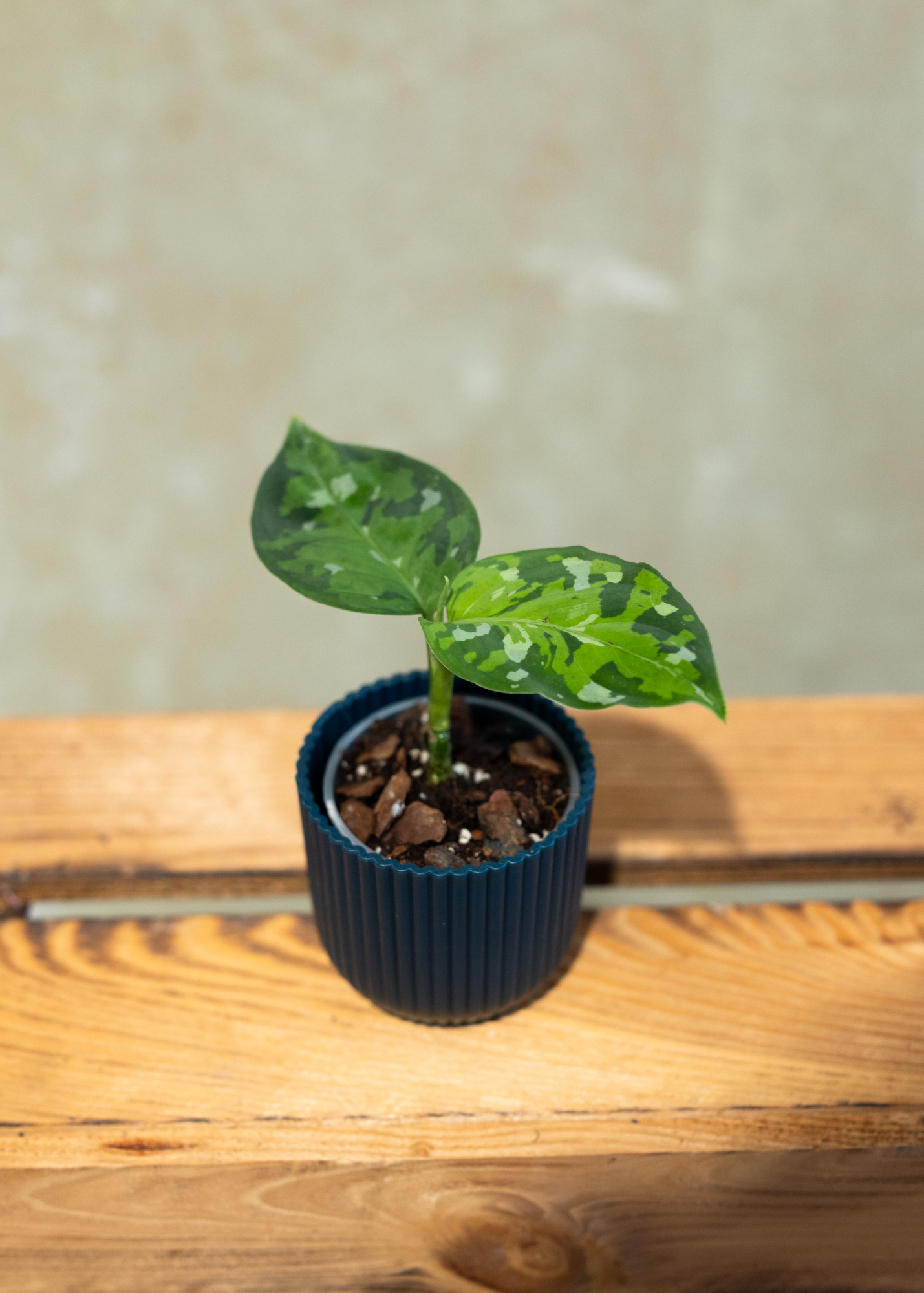 Aglaonema Pictum Tricolor XS