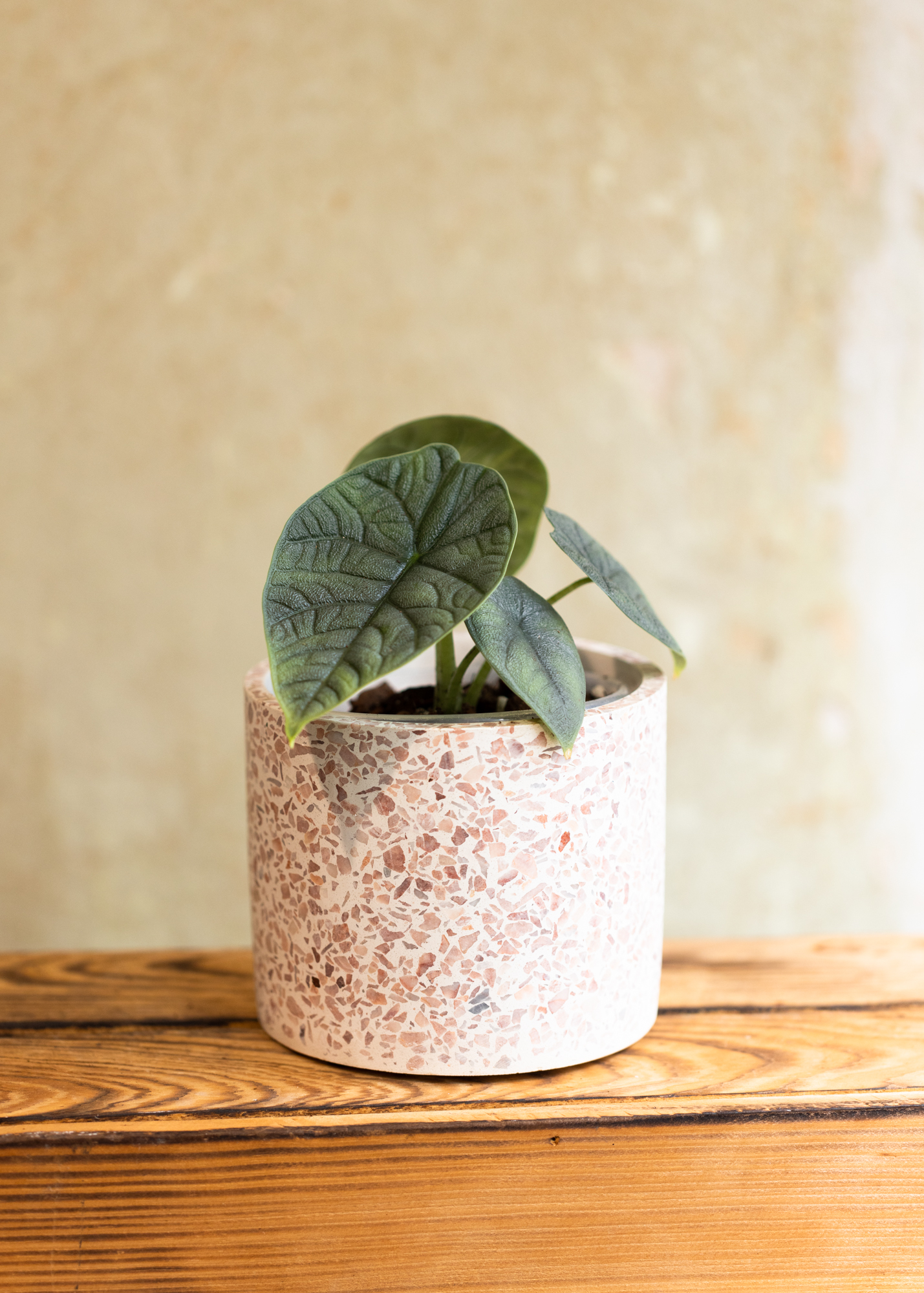 Alocasia Melo
