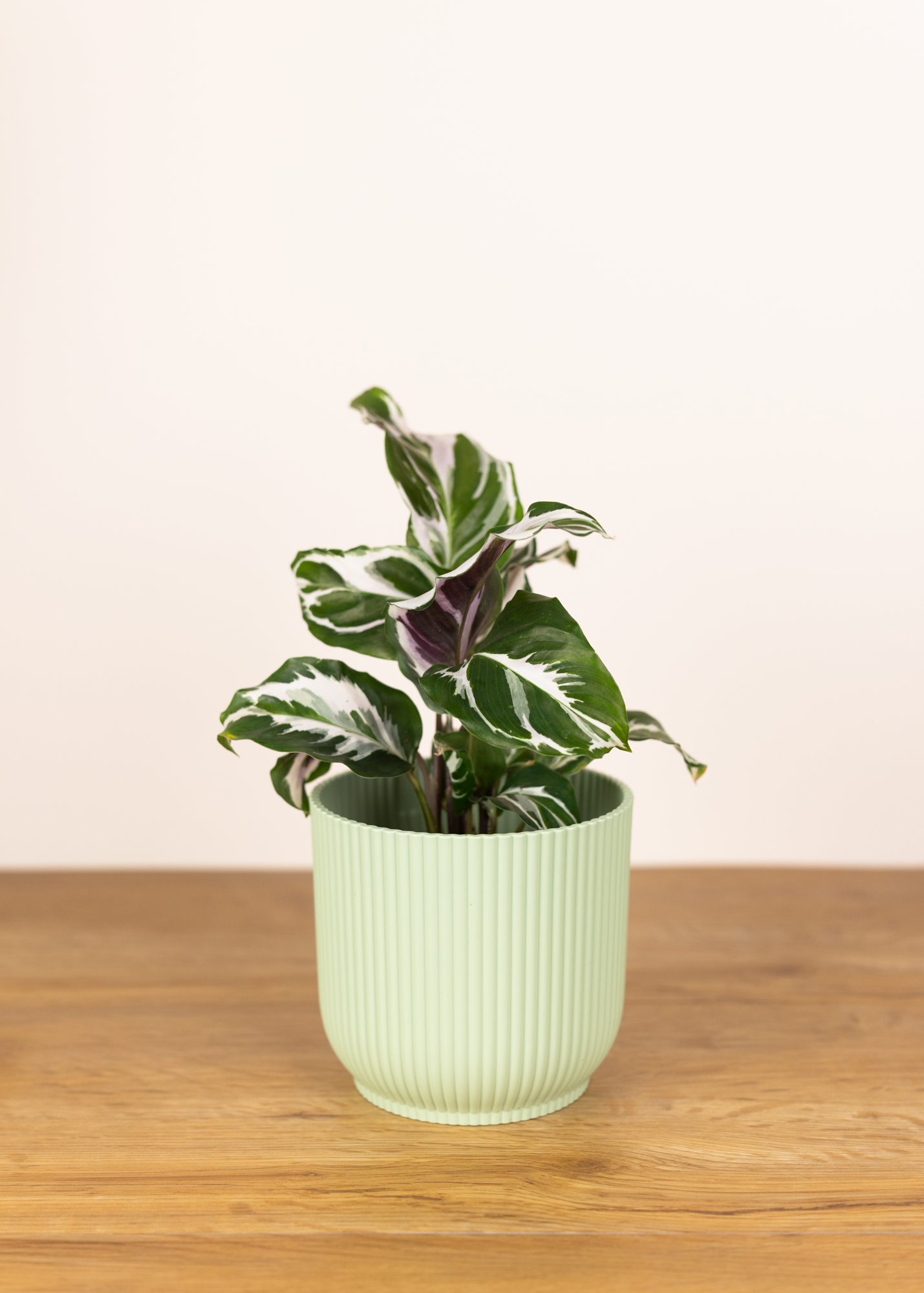 Calathea (Goeppertia) white fusion