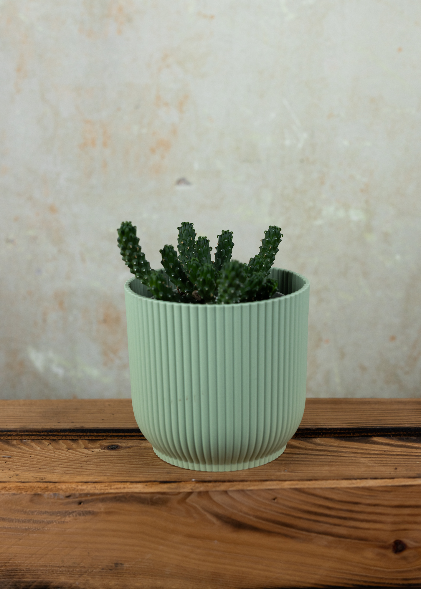 Euphorbia inermis Euphorbia inermis