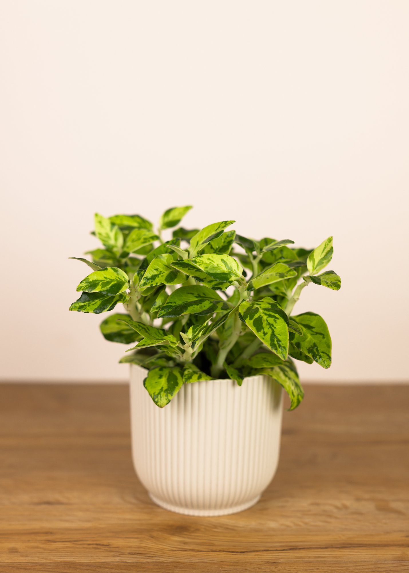 Euphorbia tithymaloides