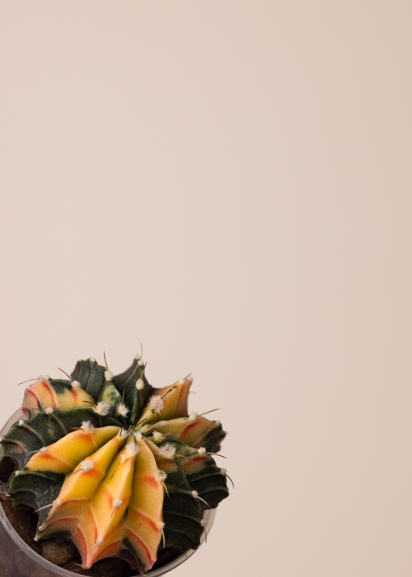 Gymnocalycium Mihanovichii Variegata 7