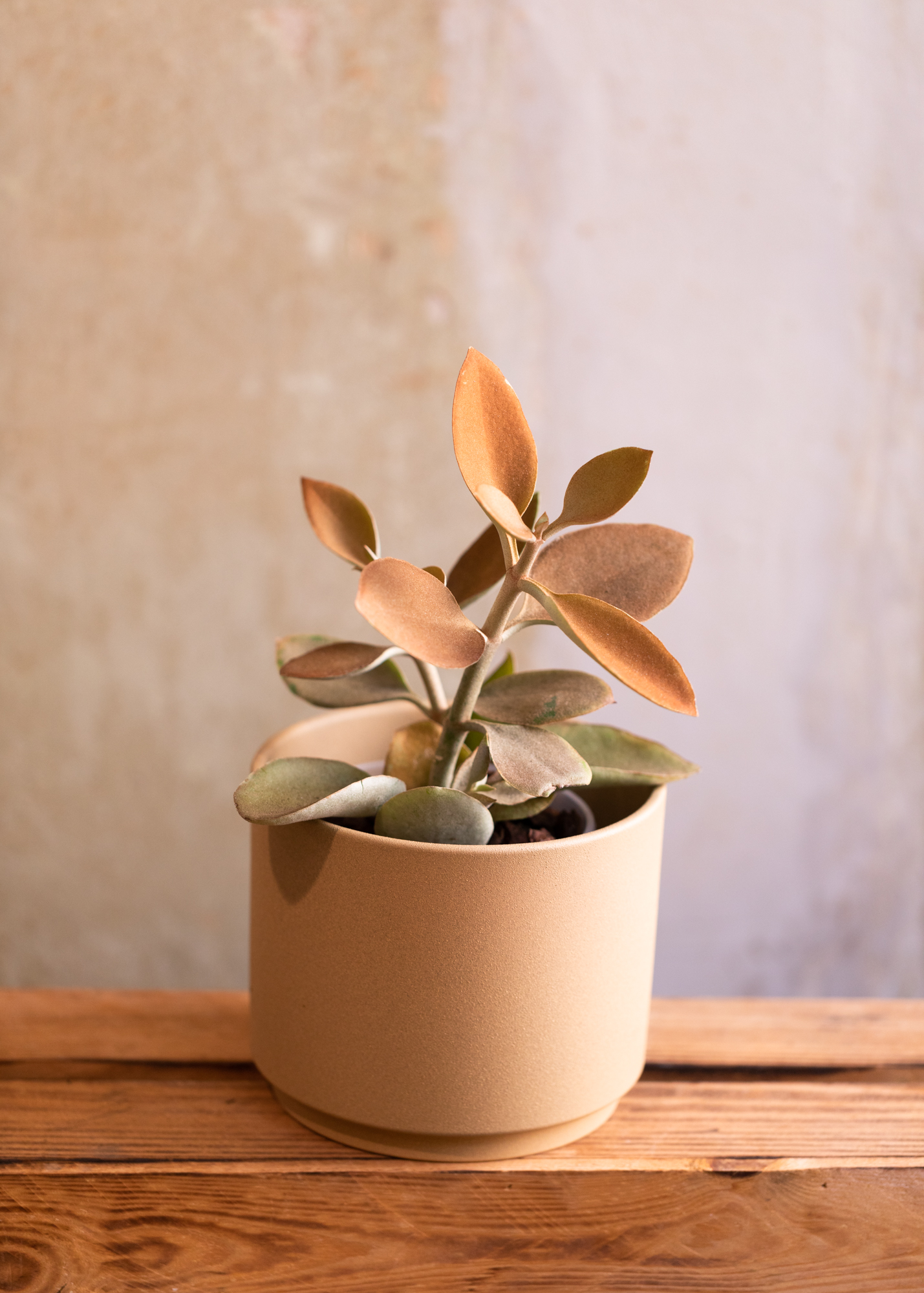 Kalanchoe Orygalis