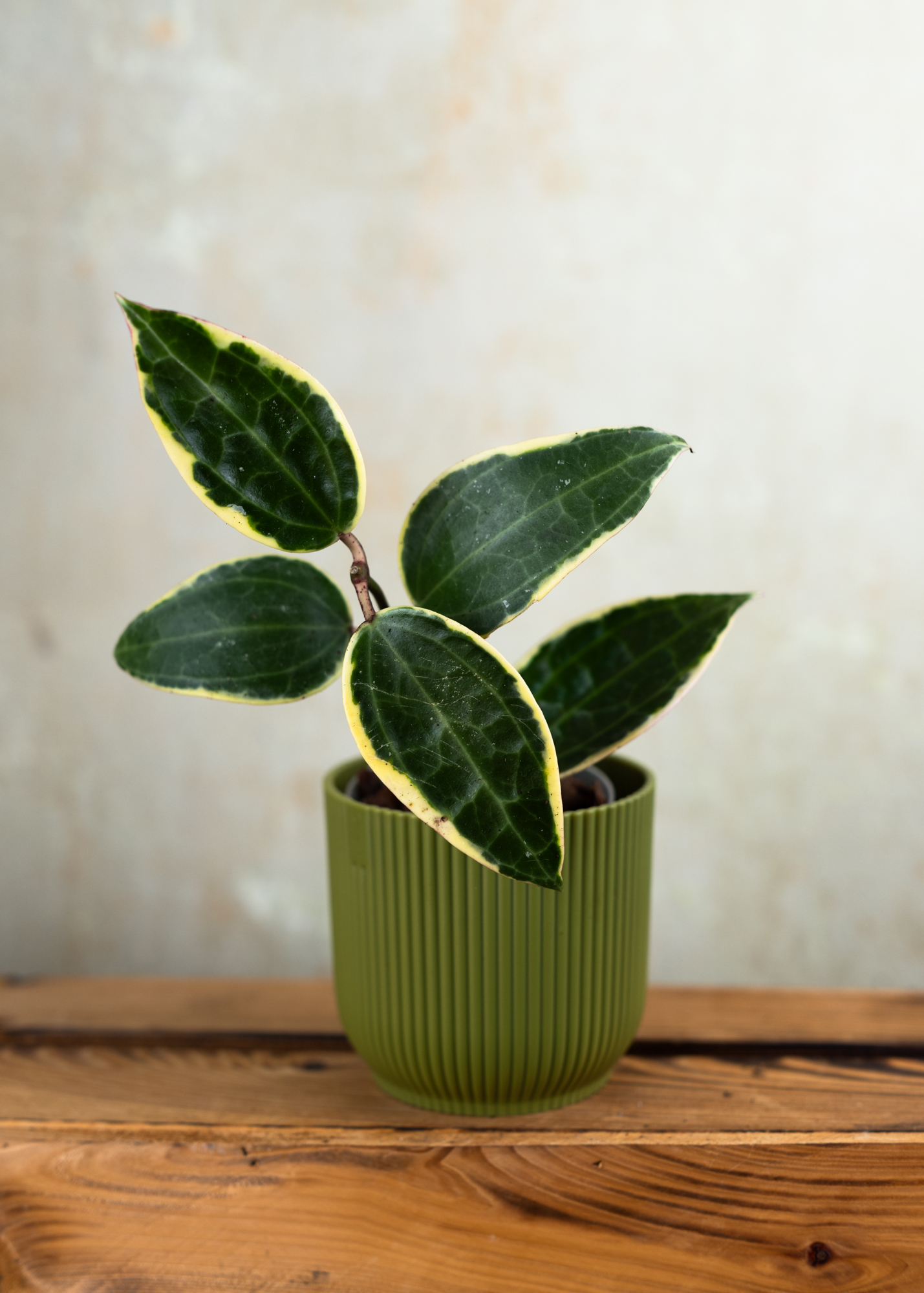 Hoya latifolia albomarginata