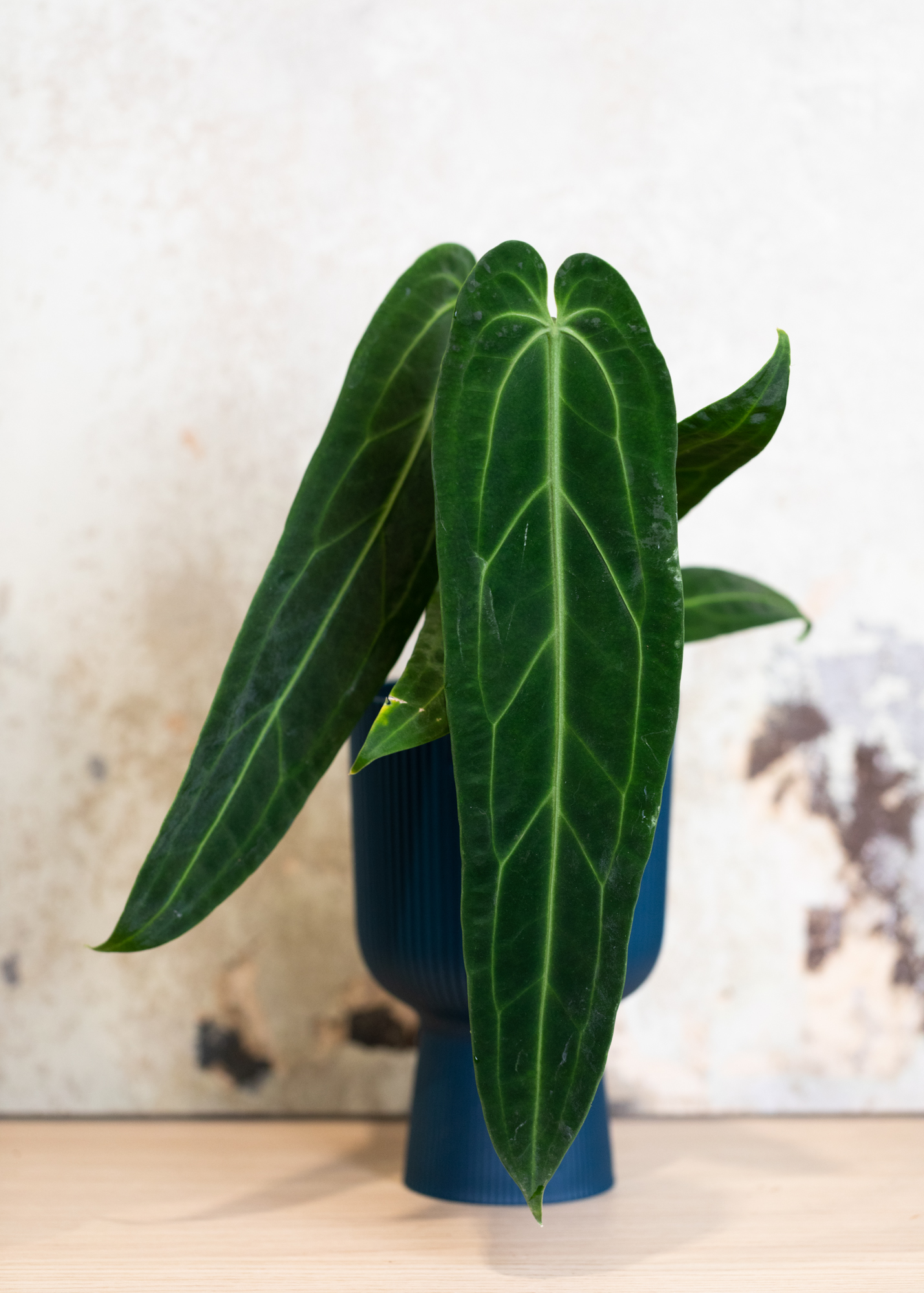 Anthurium Warocqueanum 