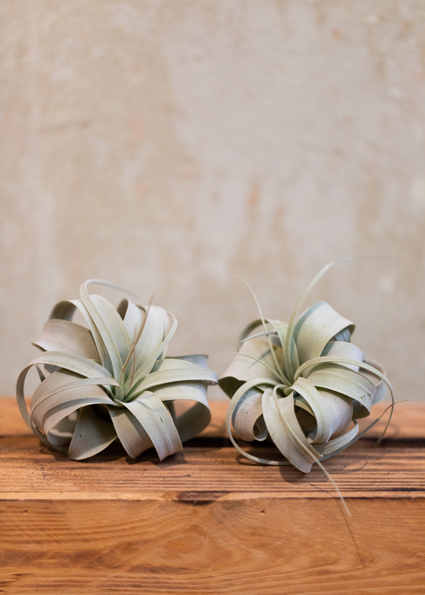 Tillandsia xerographica