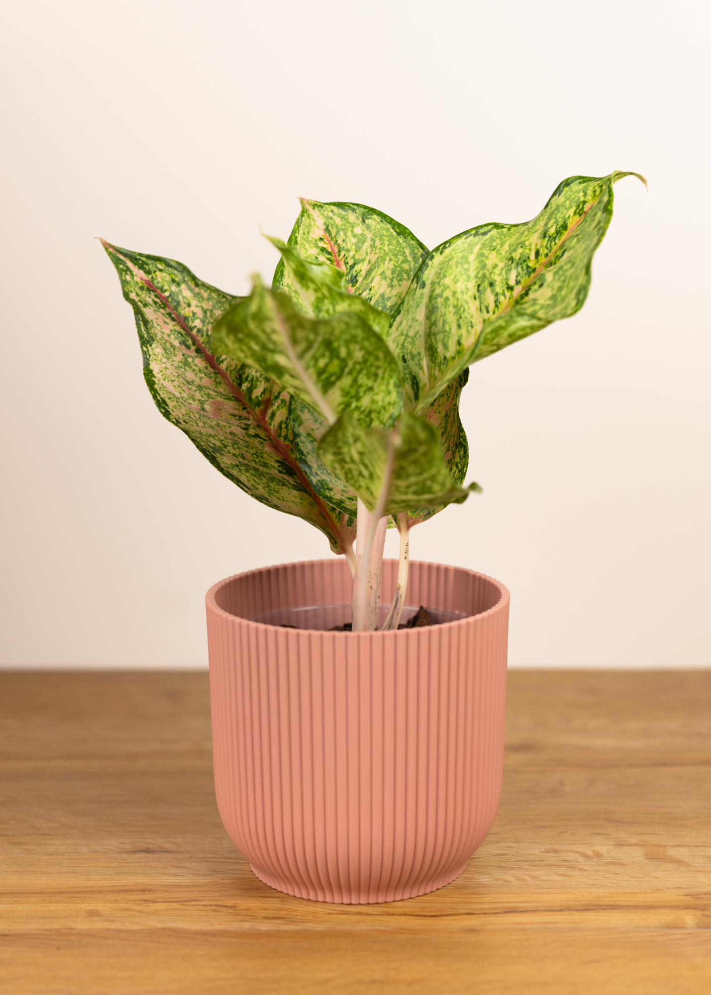 Aglaonema alexandrite