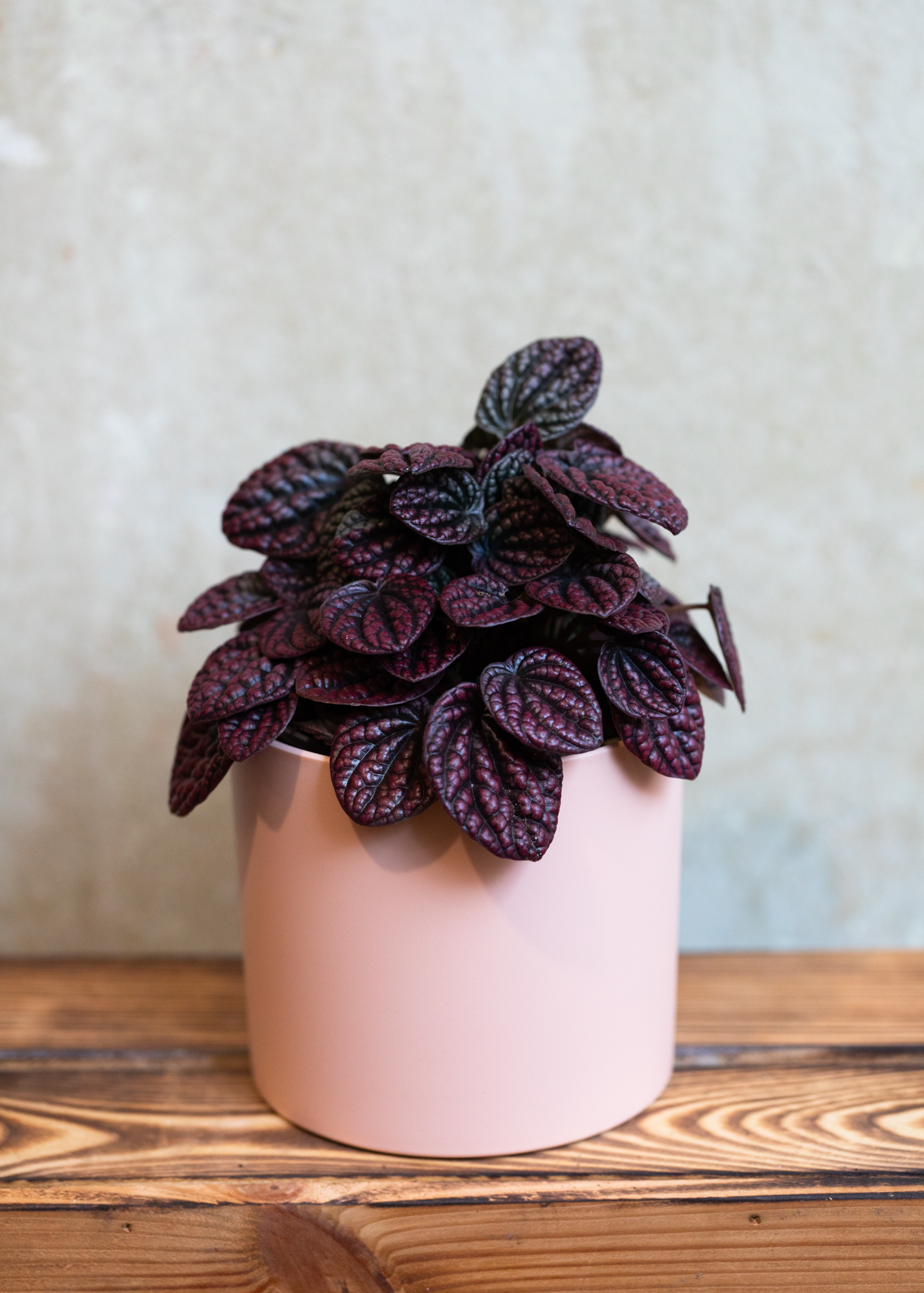 Peperomia Caperata Lucinda 