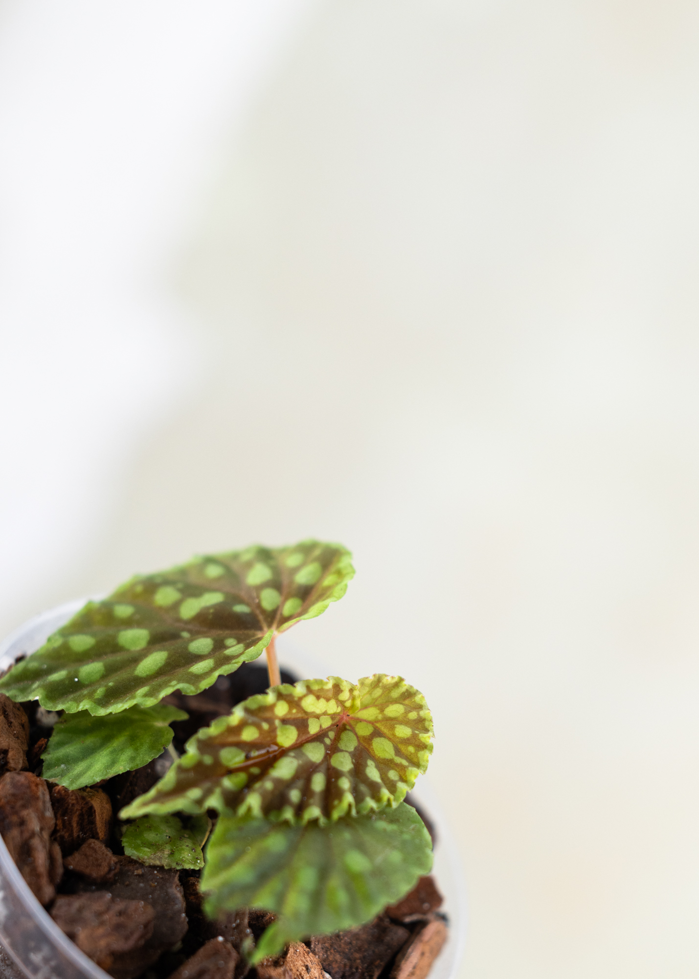 Begonia Chlorosticta