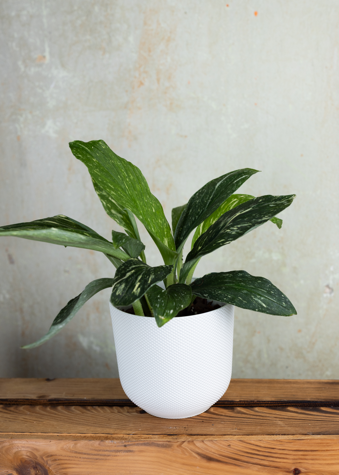 Kaempferia pulchra marble variegata