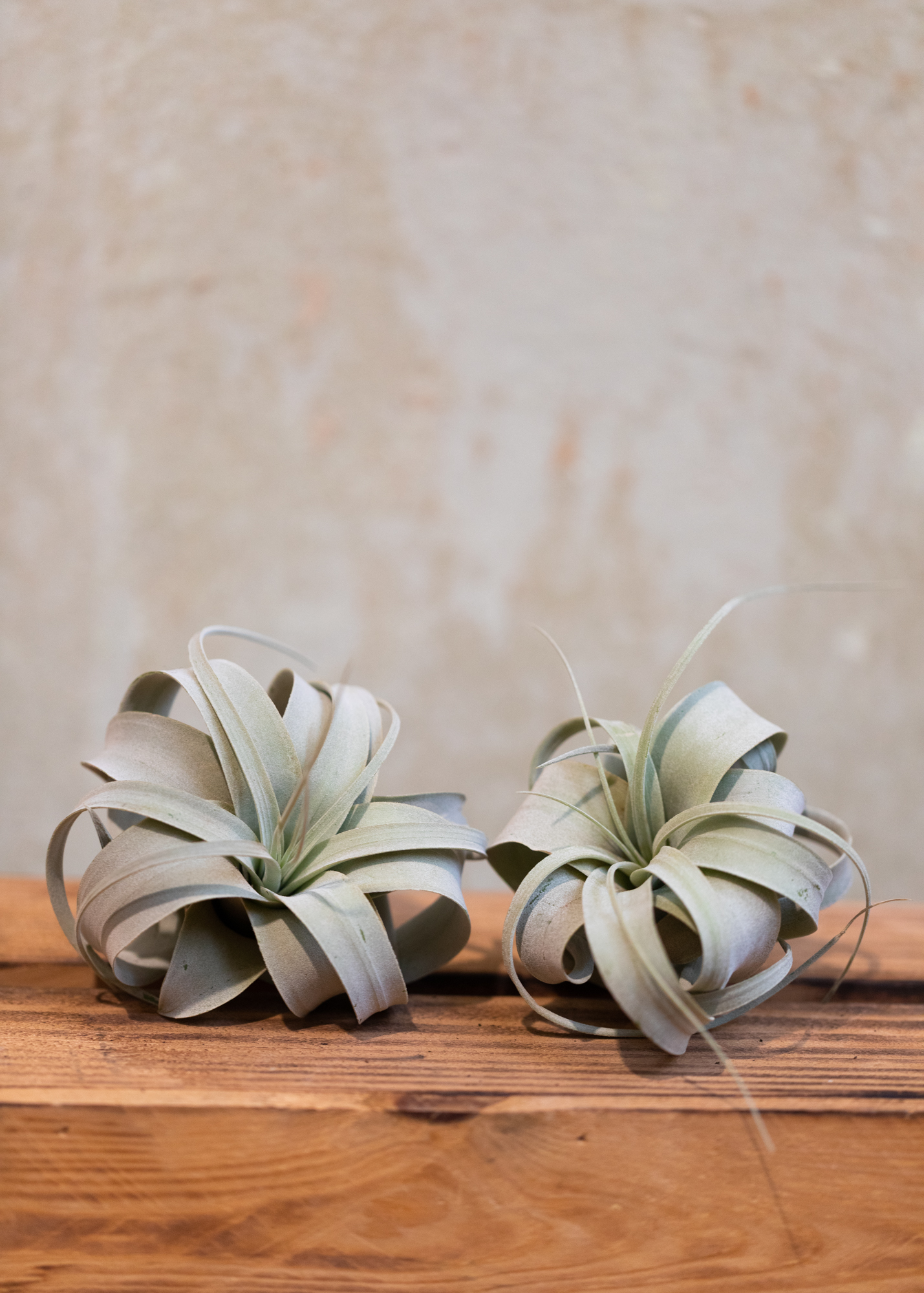 Tillandsia xerographica