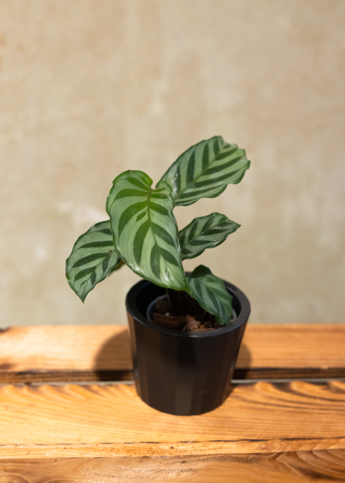Calathea freddie XS