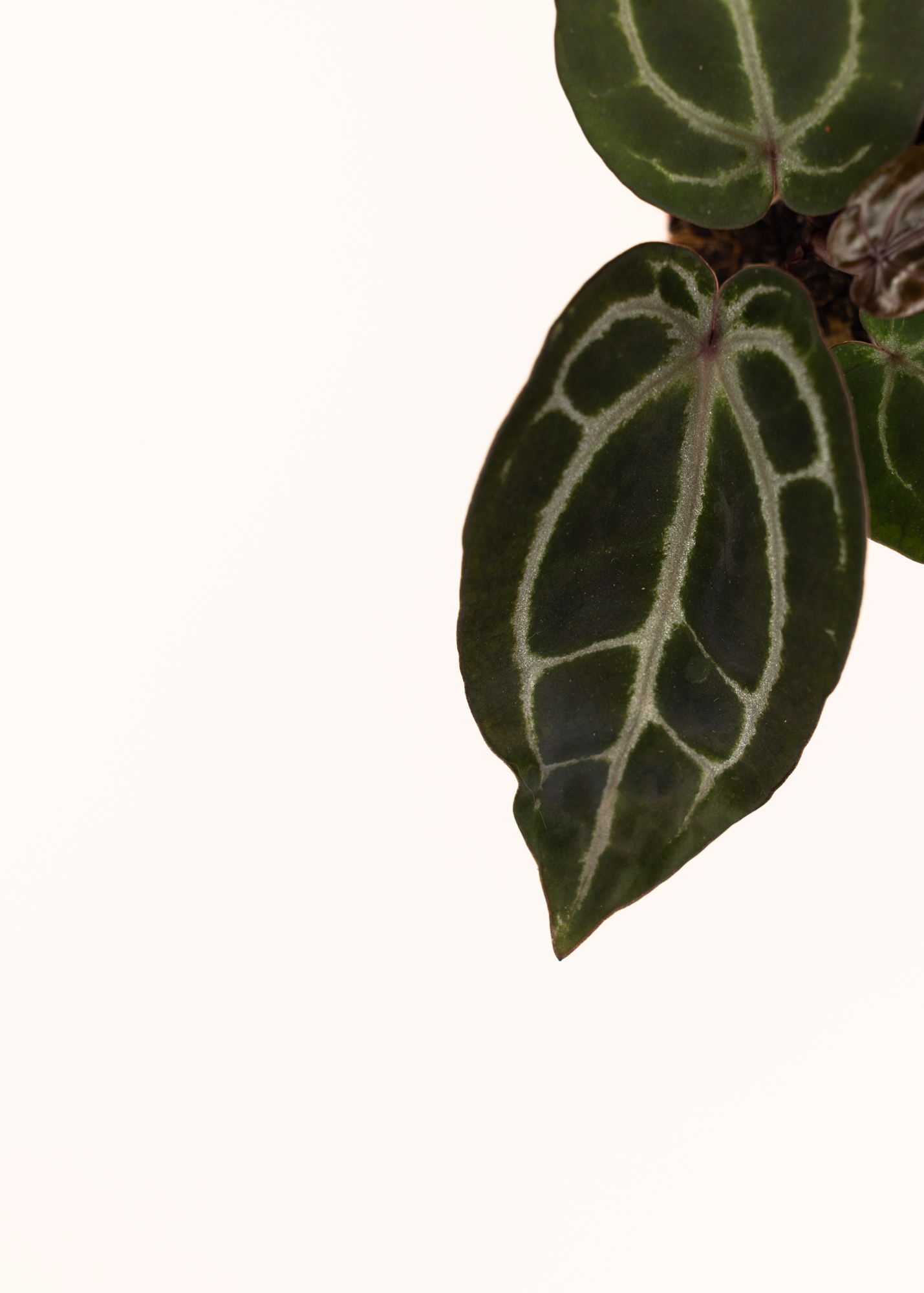 Anthurium michelle x (zara x michelle)