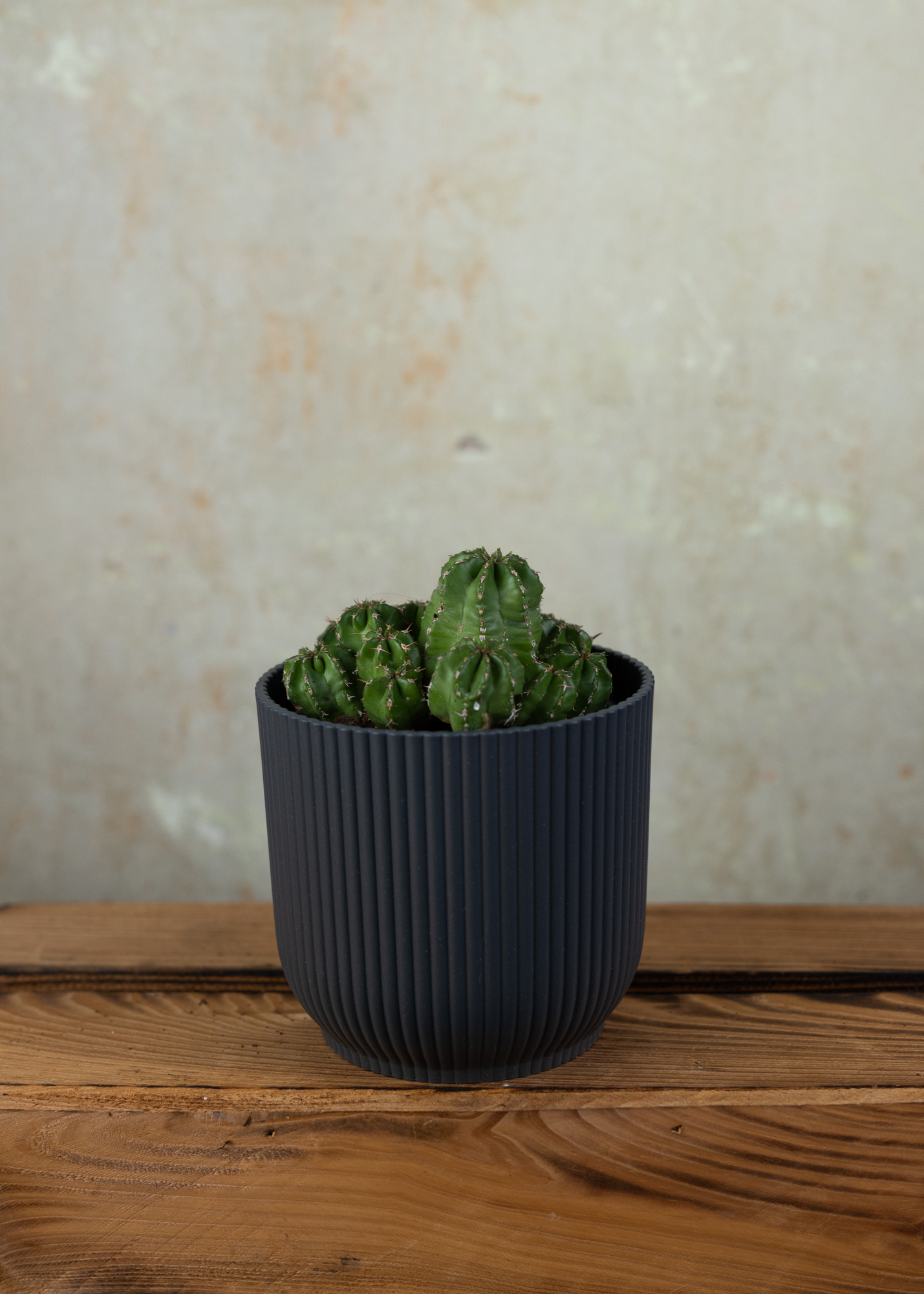 Euphorbia frankii Euphorbia frankii