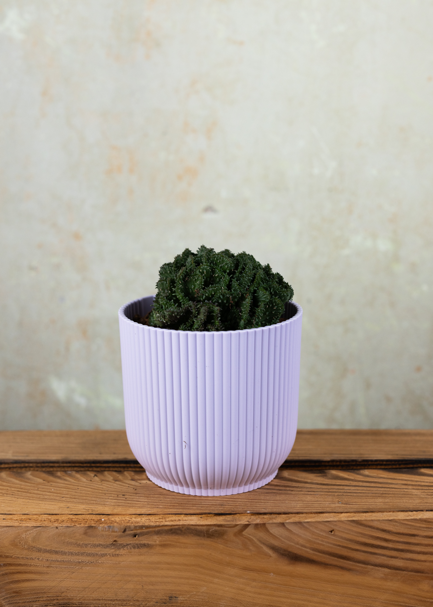 Euphorbia flangani f. cristata Euphorbia flangani f. cristata