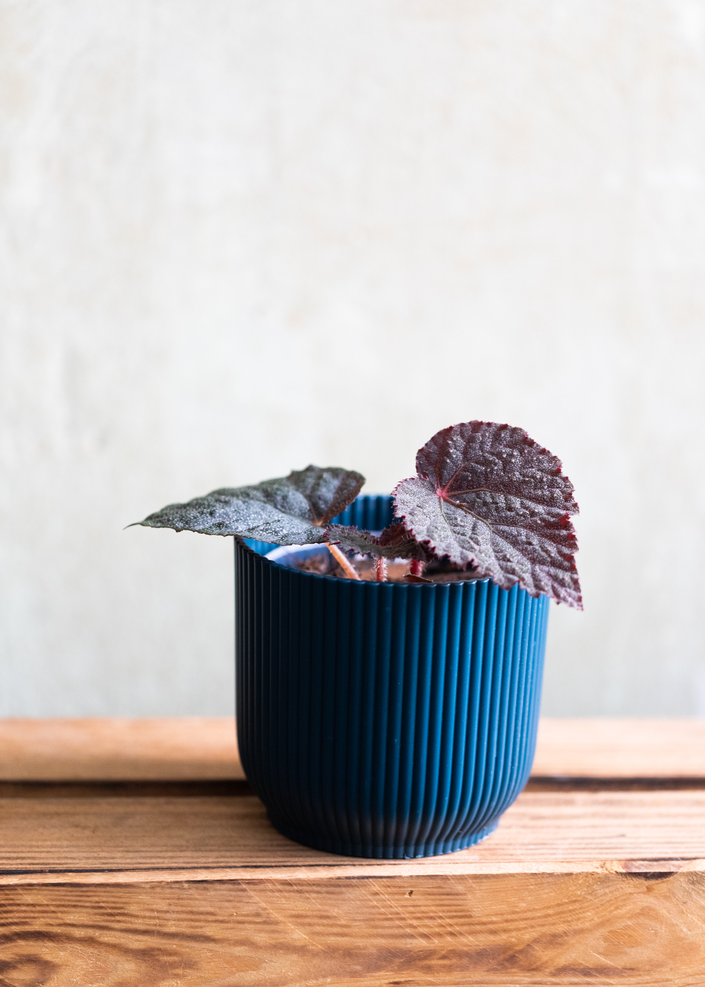 Begonia taconite