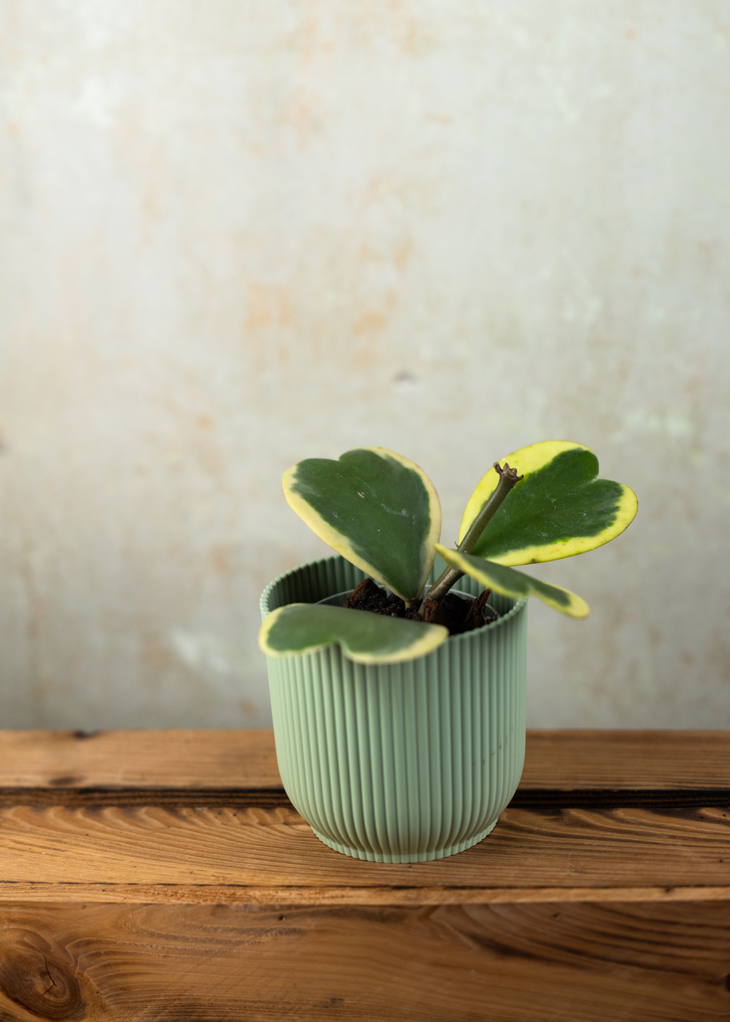Hoya kerrii variegata