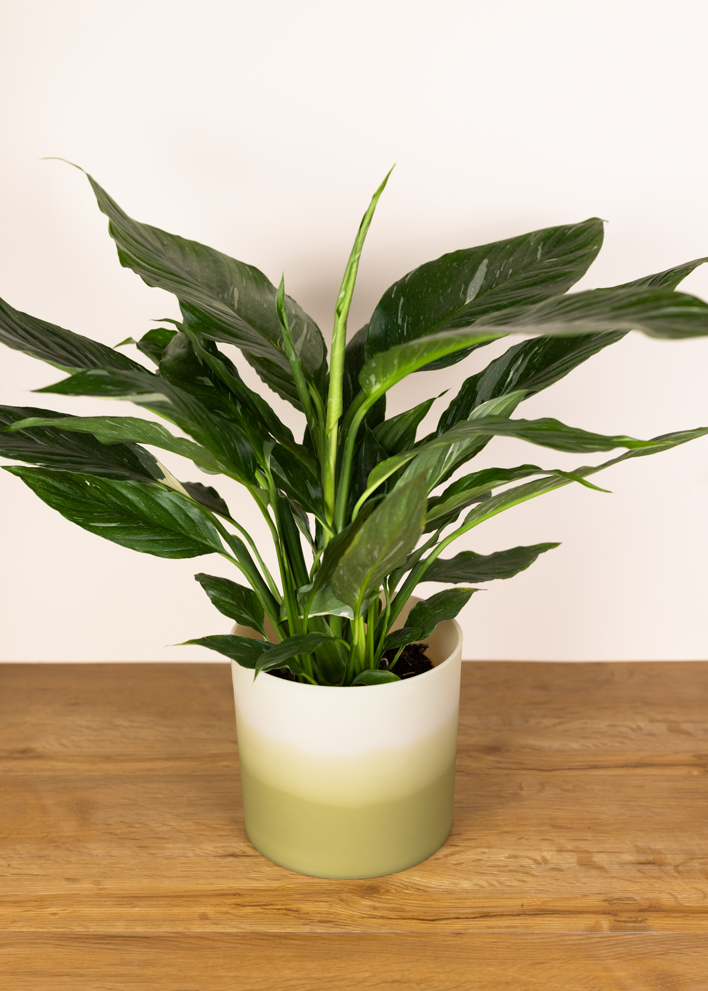 Spathiphyllum variegata