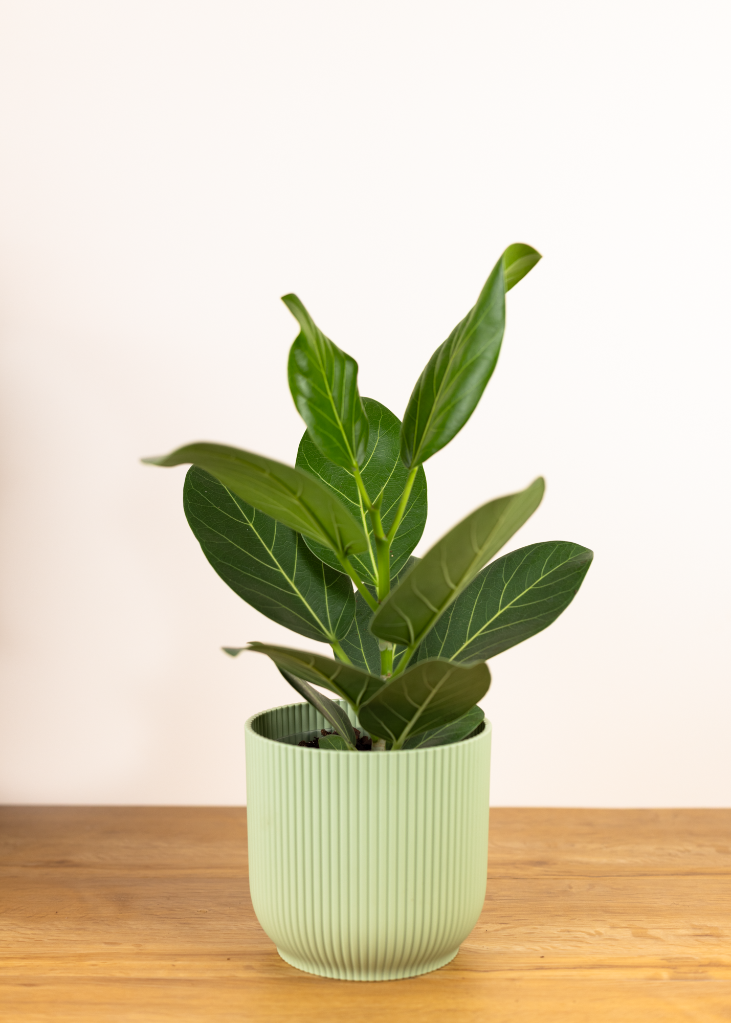 Ficus benghalensis audrey