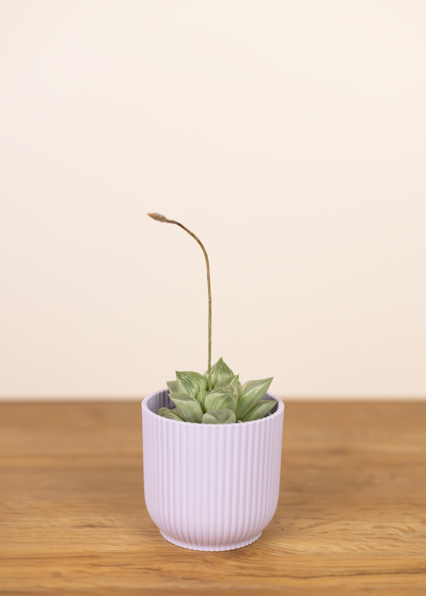 Haworthia cymbiformis silver