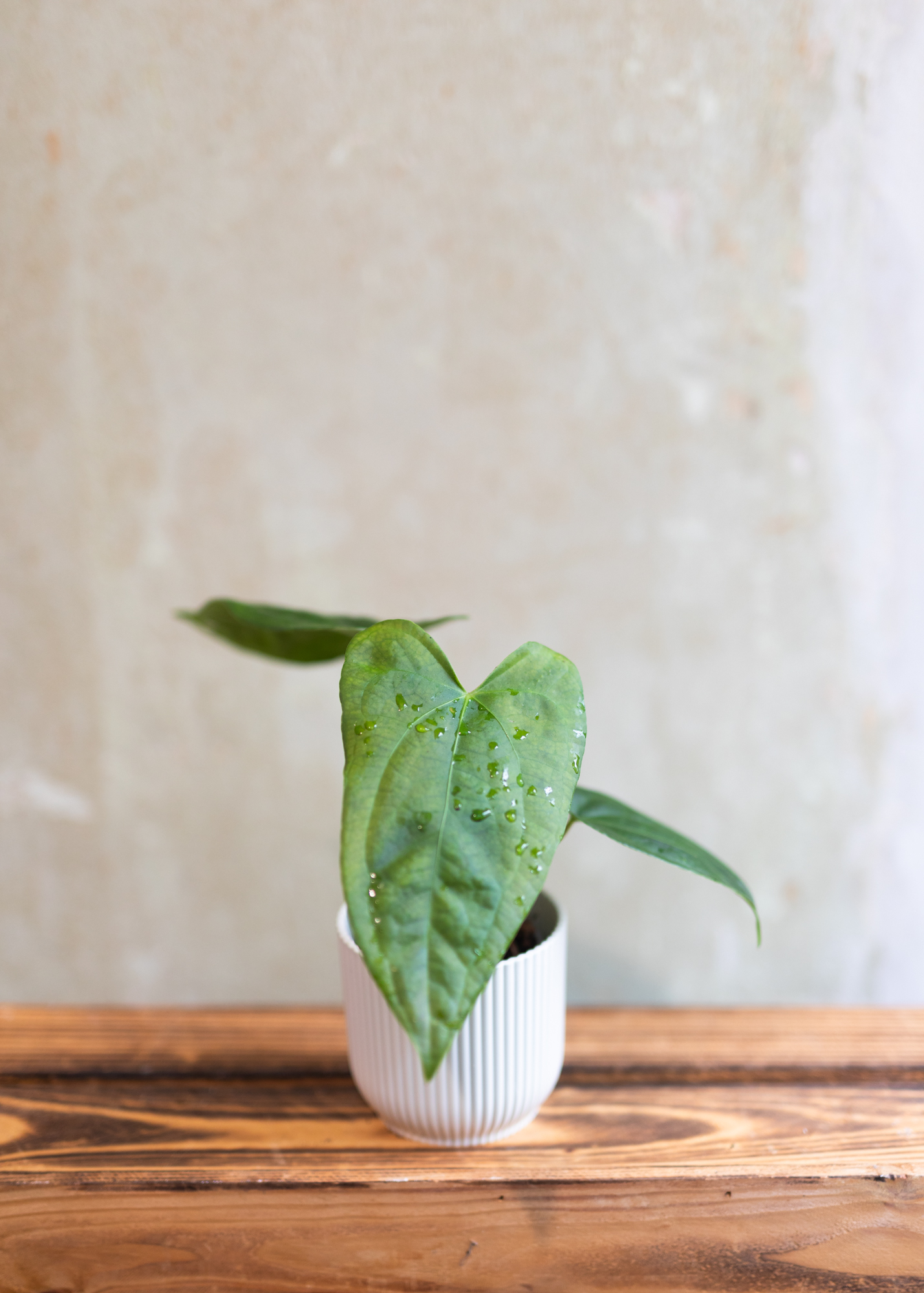 Anthurium sp. napo
