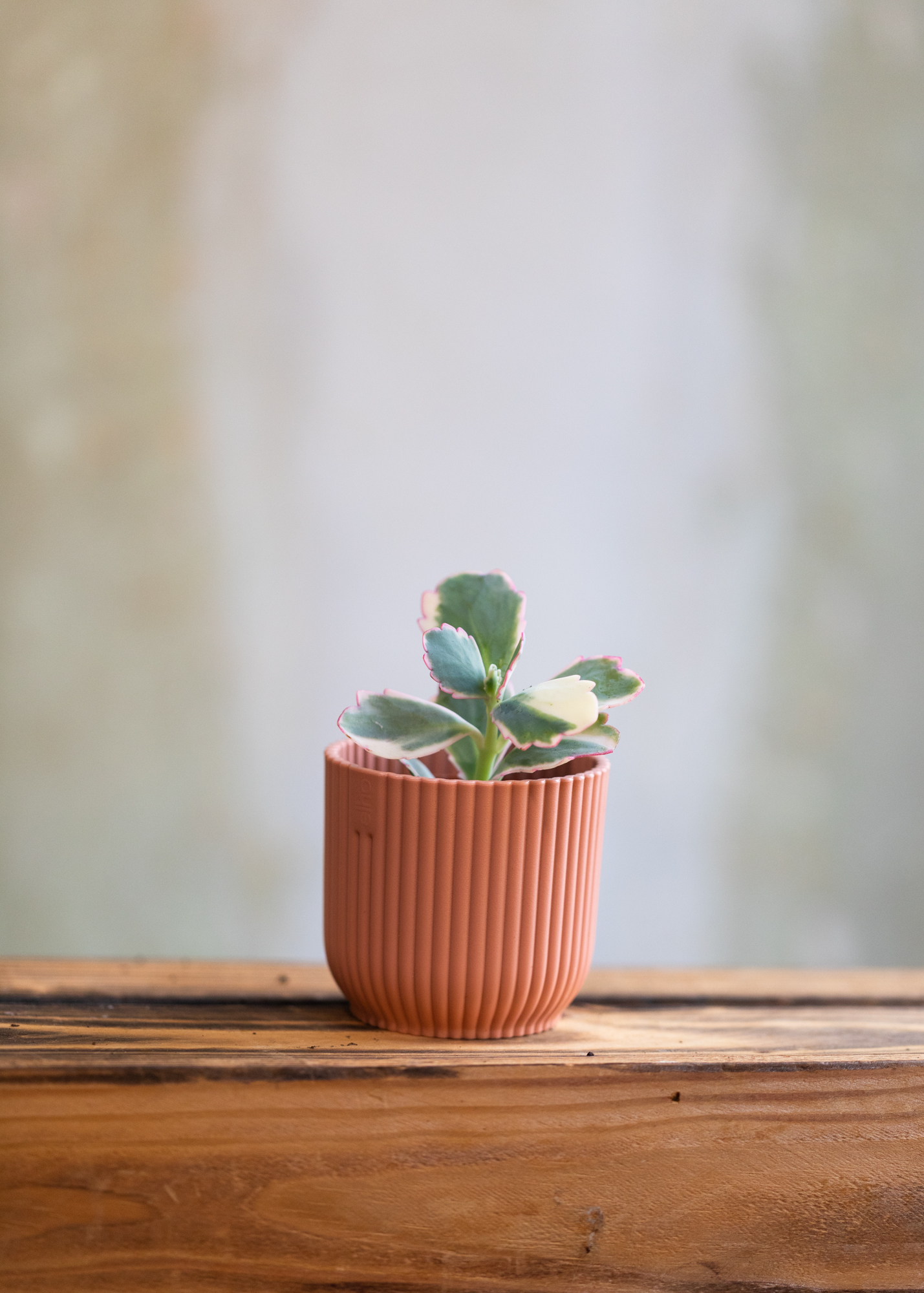 Kalanchoe fedtschenkoi variegata