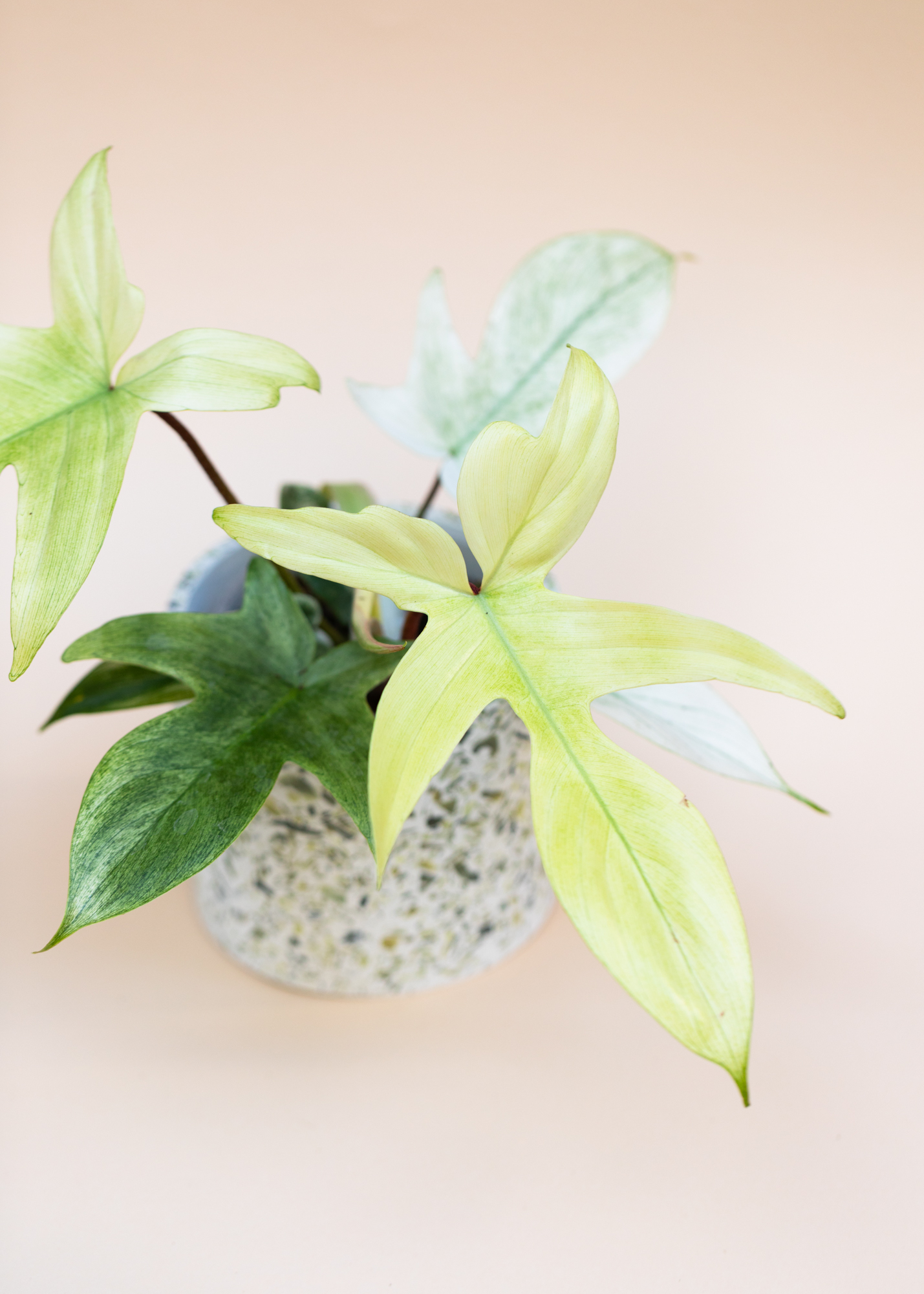 Philodendron Florida Ghost L