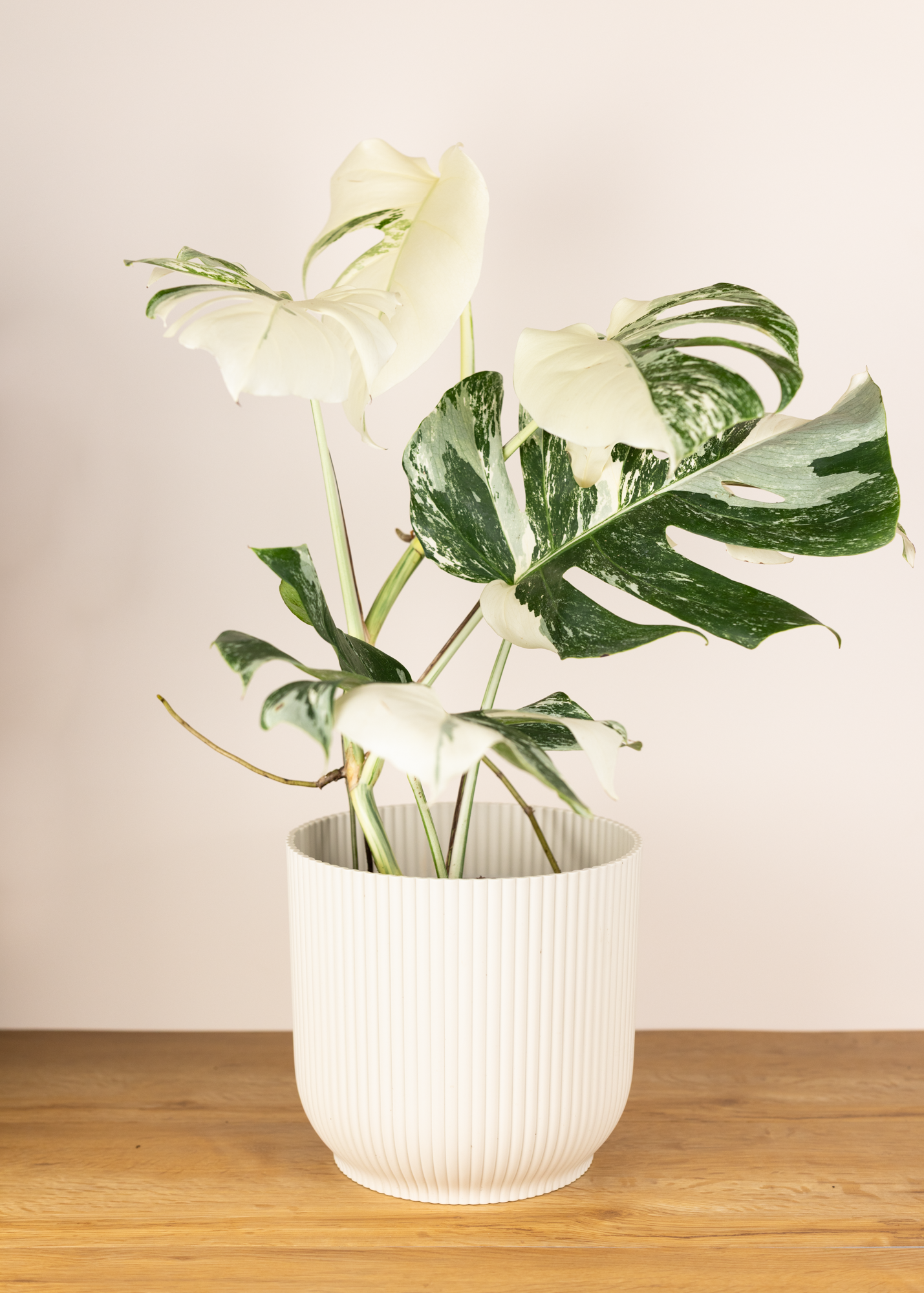 Monstera deliciosa albo variegata 1