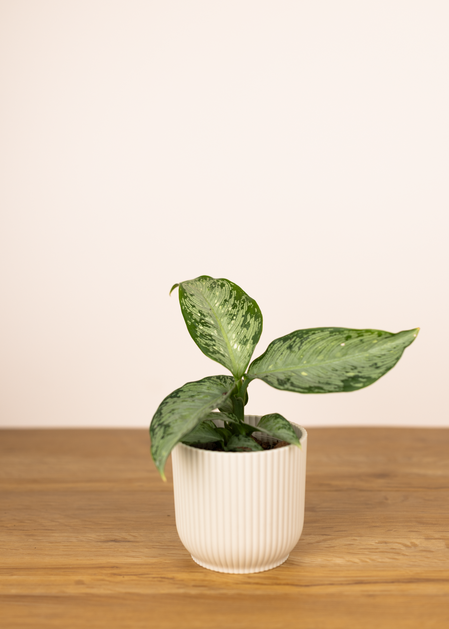 Dieffenbachia memoria corsii