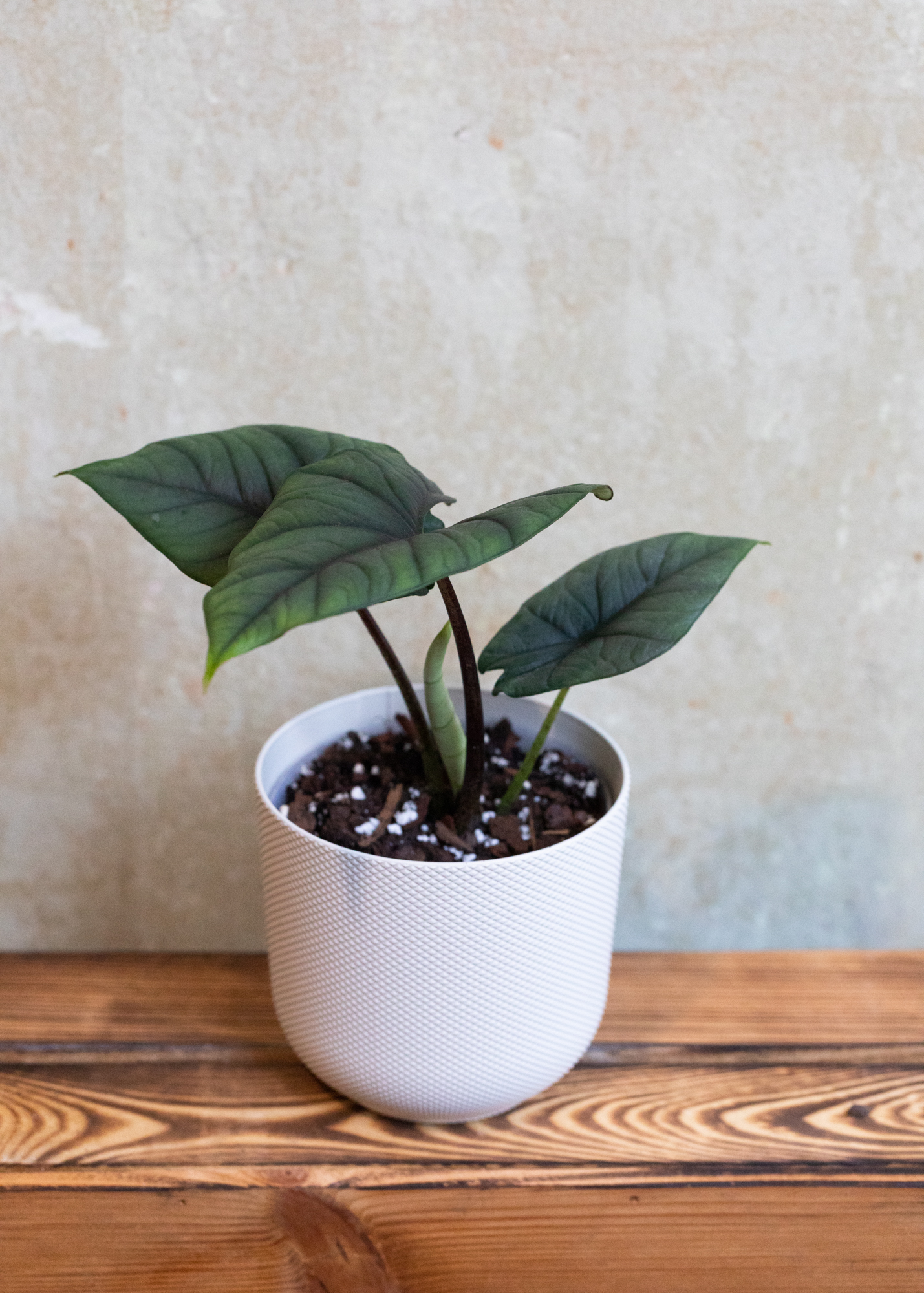 Alocasia nebula hybrid 1