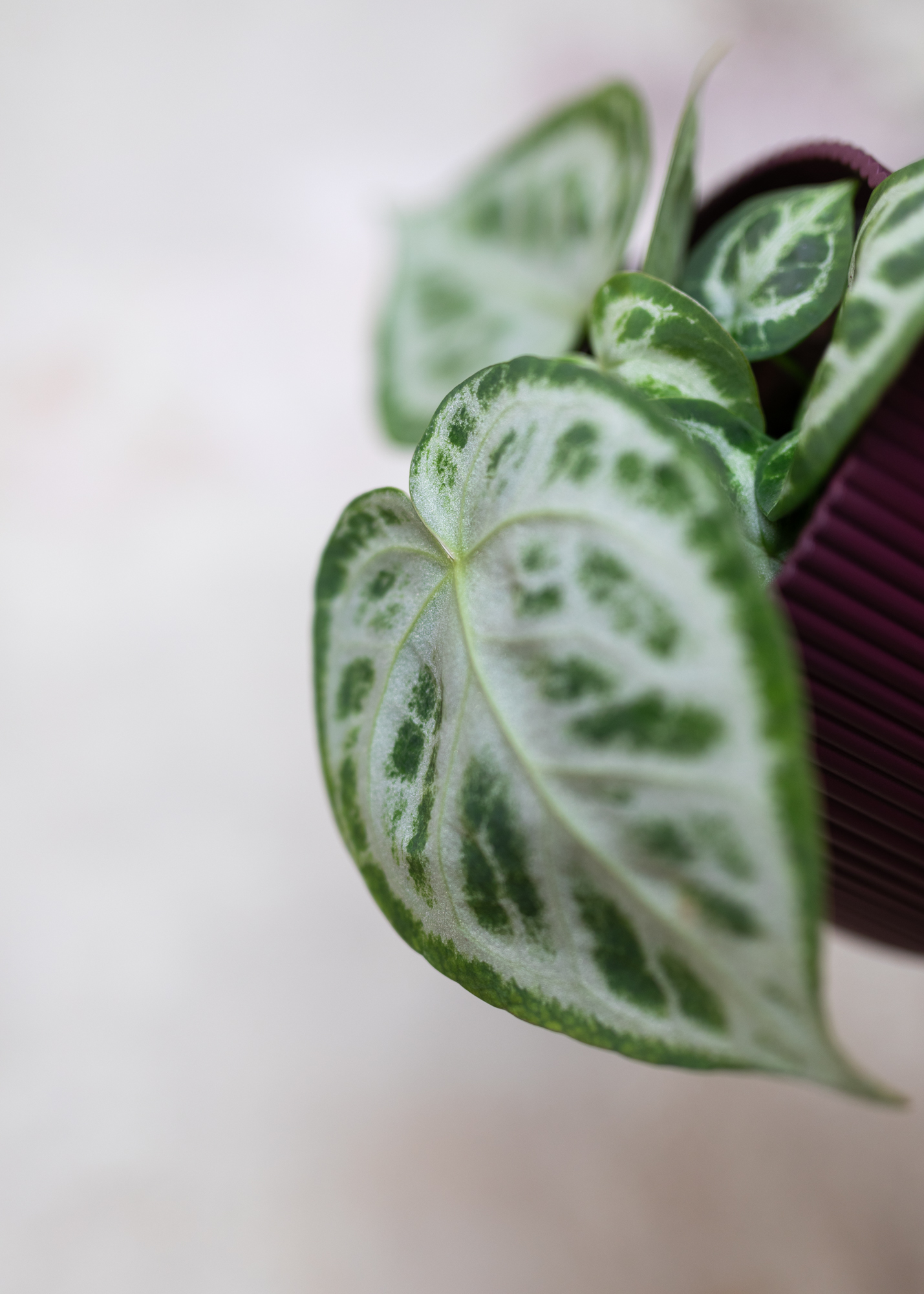 Anthurium Crystallinum Silver Blush L