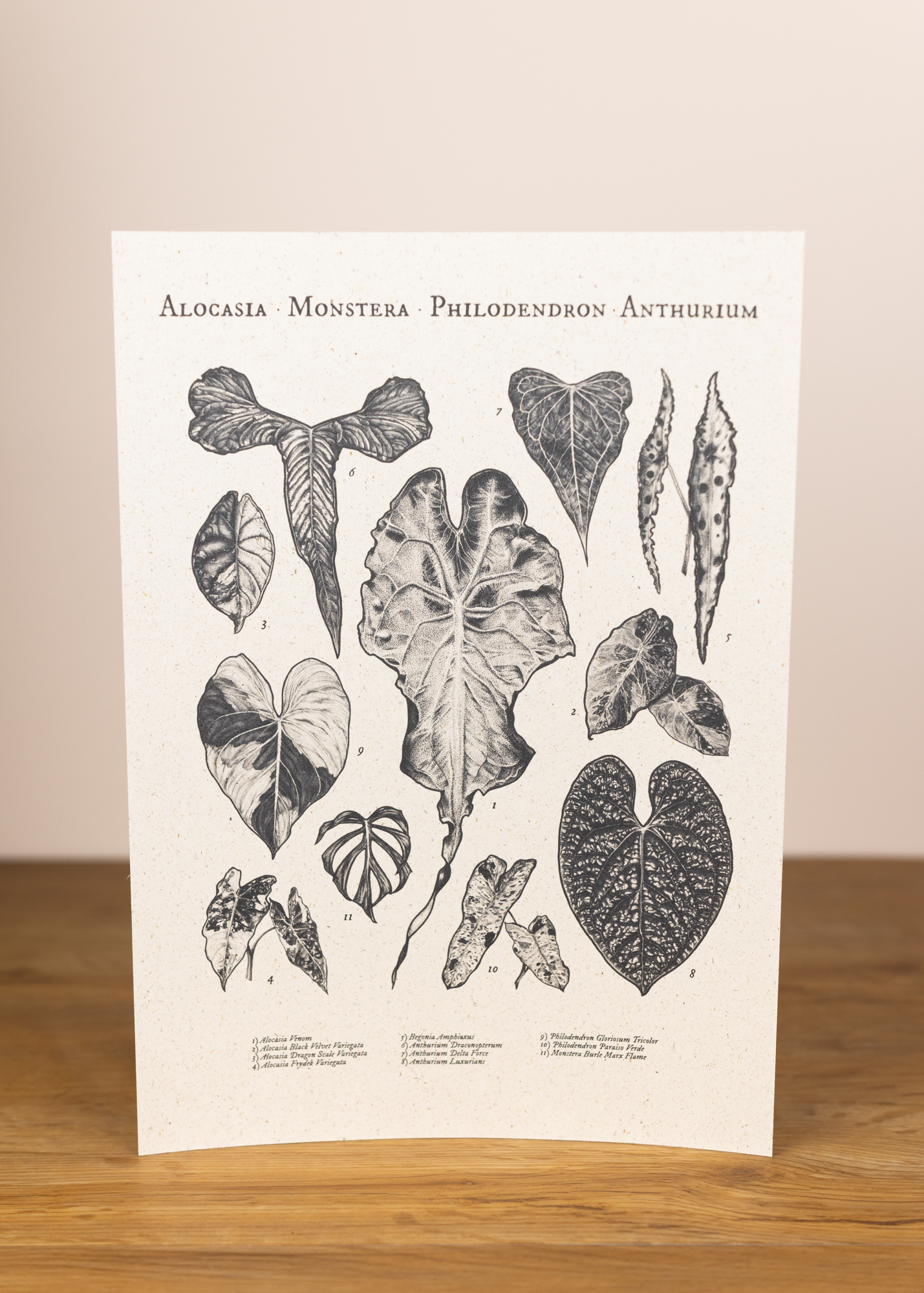 Botanische Illustration - Alocasia, Monstera & mehr A4