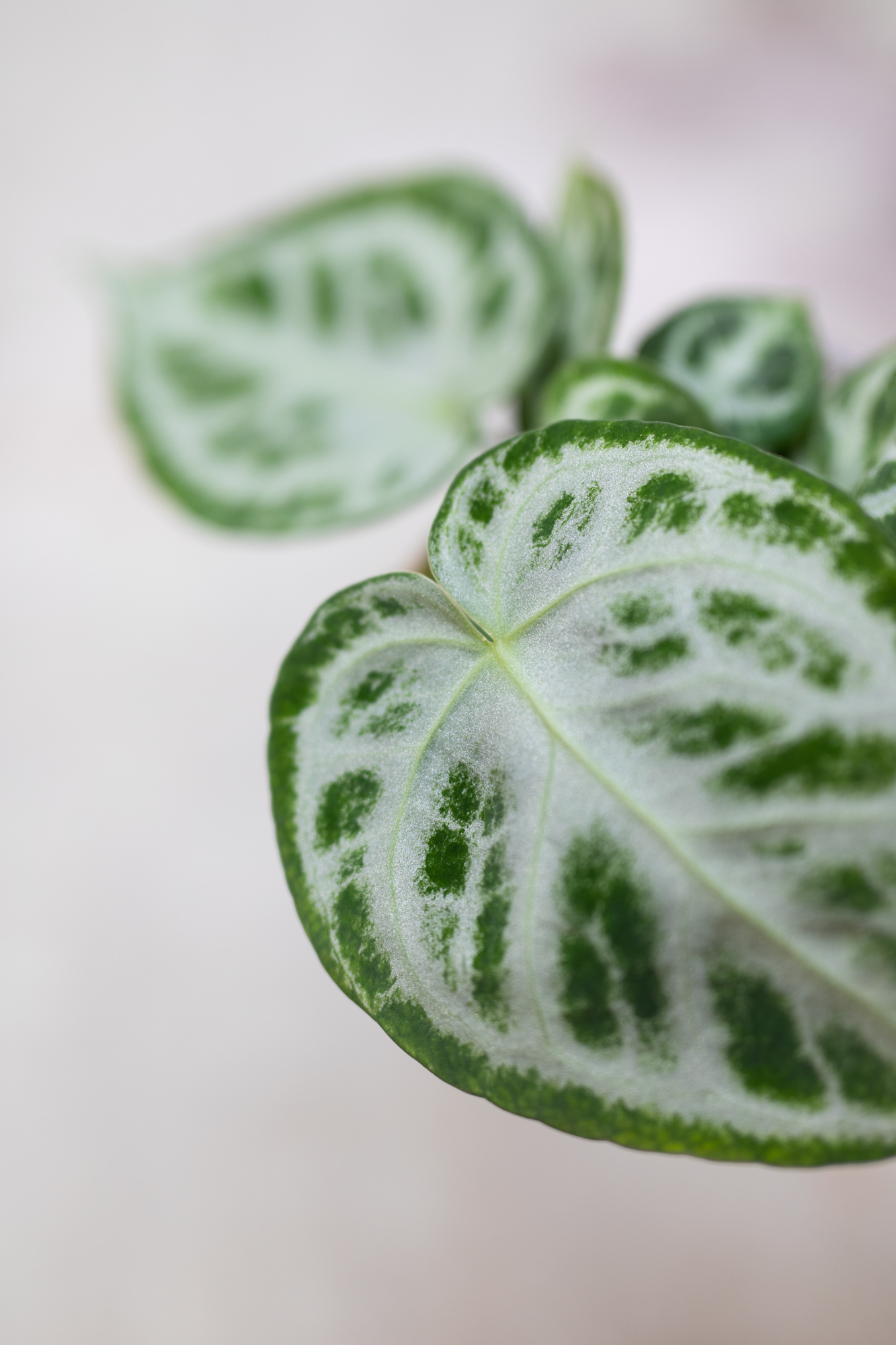 Anthurium Crystallinum Silver Blush L