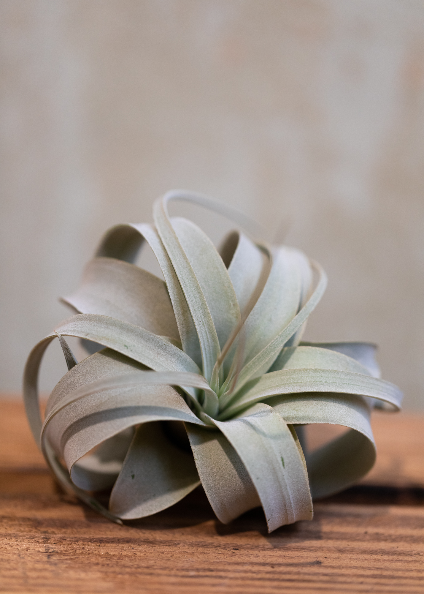 Tillandsia xerographica