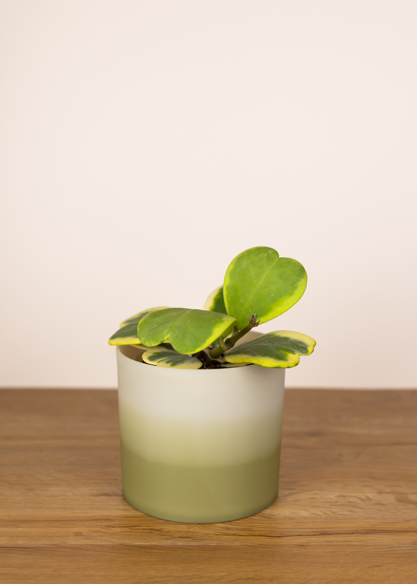 Hoya kerrii variegata