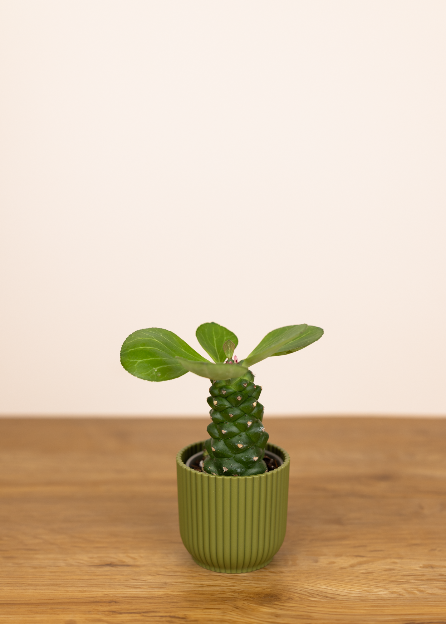 Monadenium ritchiei XS